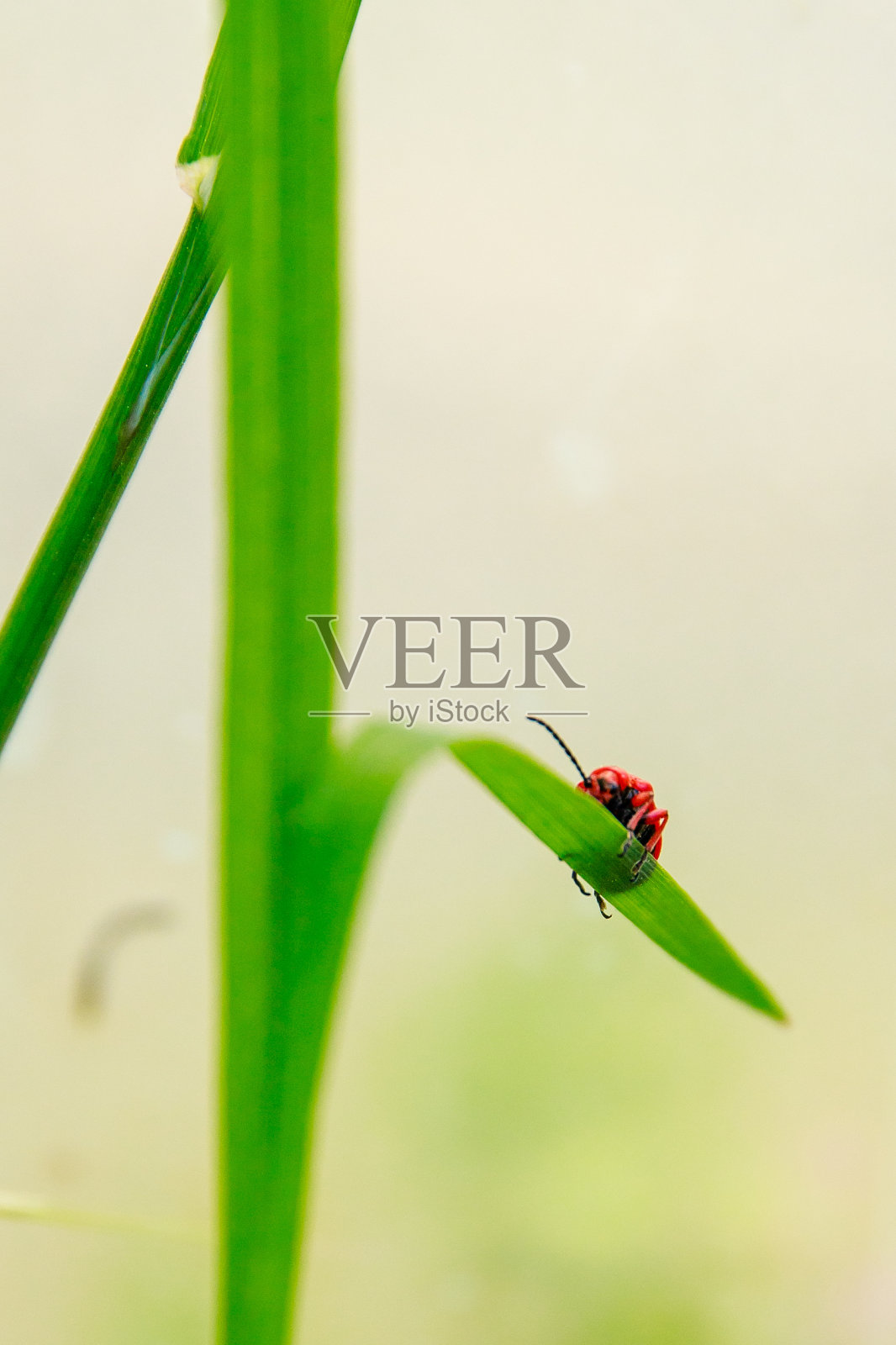 百合花甲虫大战，昆虫照片摄影图片