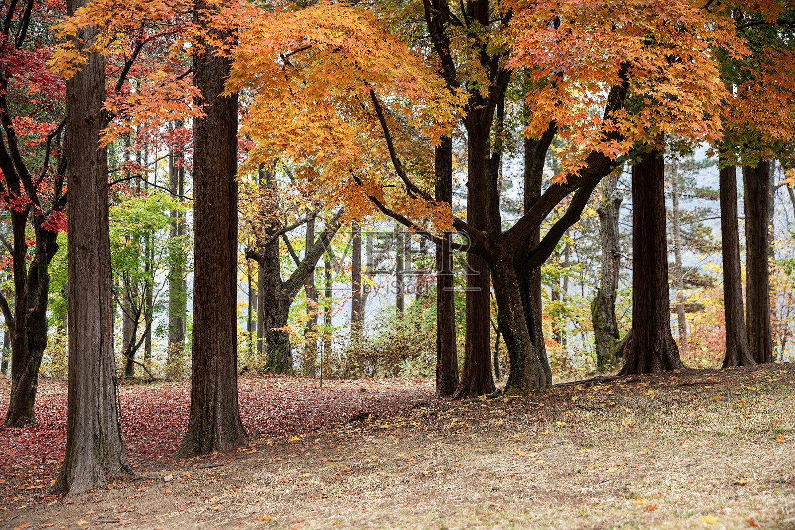 秋天的风景照片摄影图片