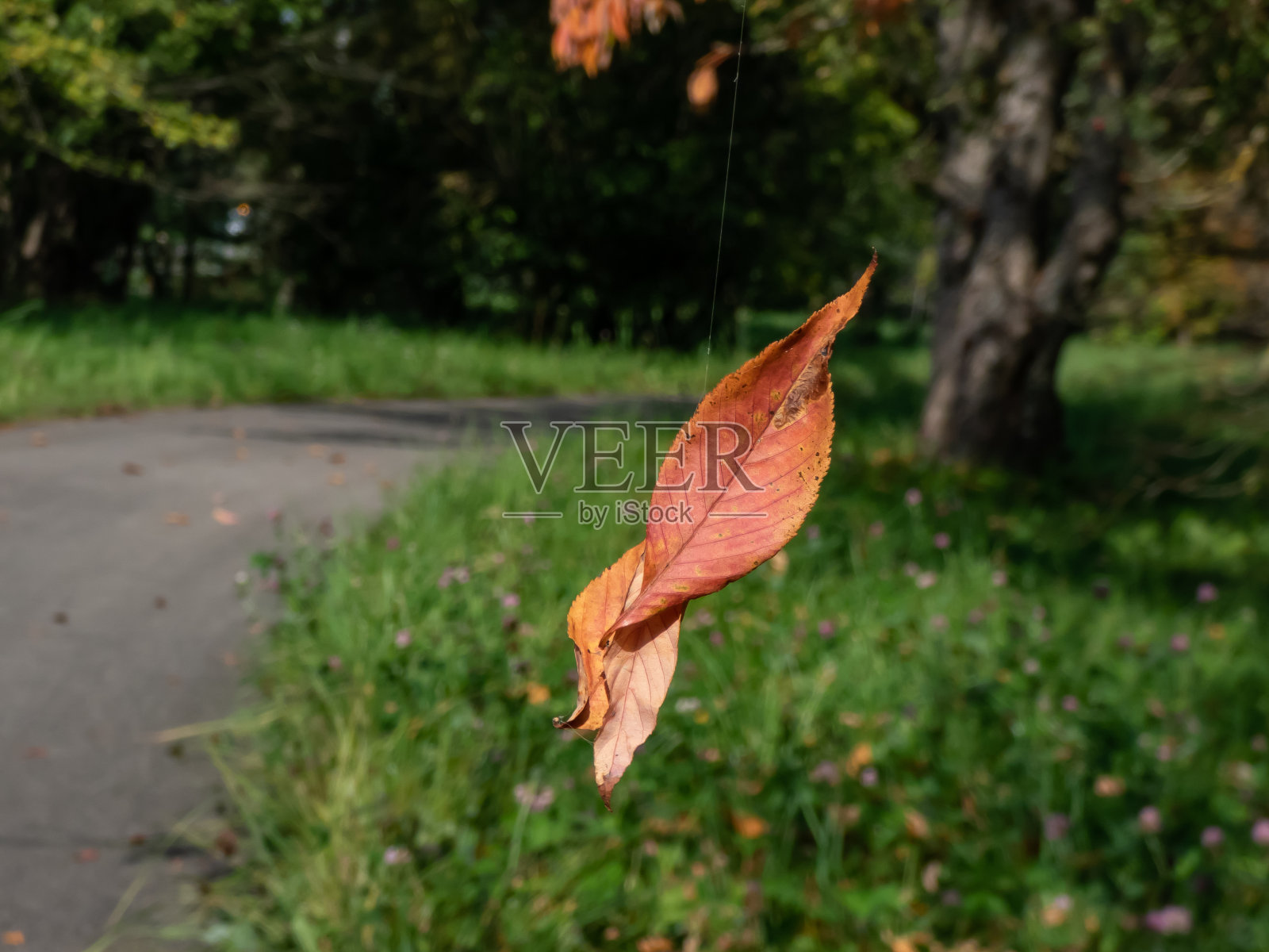 公园里一片橙色和棕色的干叶子在空气中飘落的特写，背景是公园道路和树叶鲜艳的树木。秋天的风景照片摄影图片