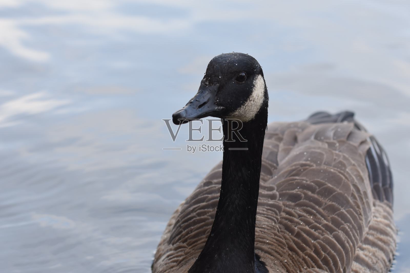 黑额黑雁照片摄影图片