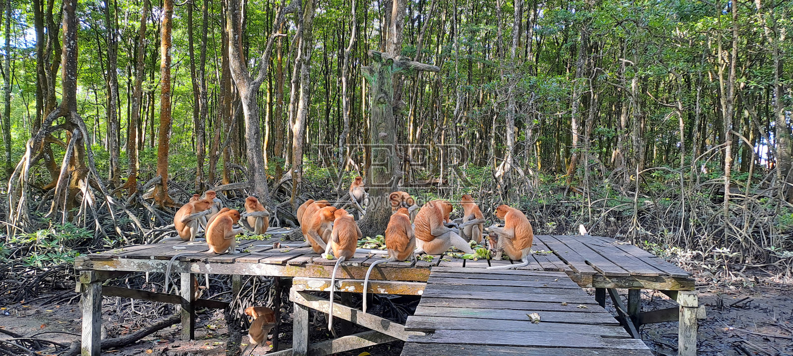 一群长鼻猴，长鼻猴正在享用早餐照片摄影图片