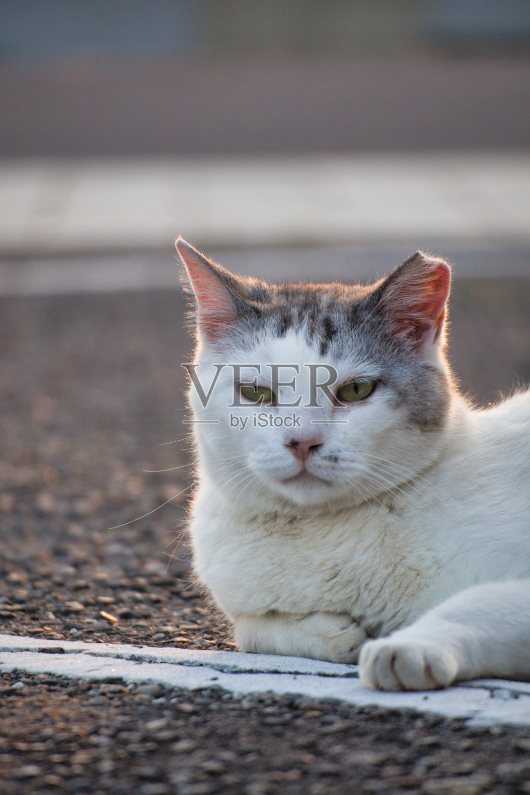 可爱的流浪猫在放松照片摄影图片