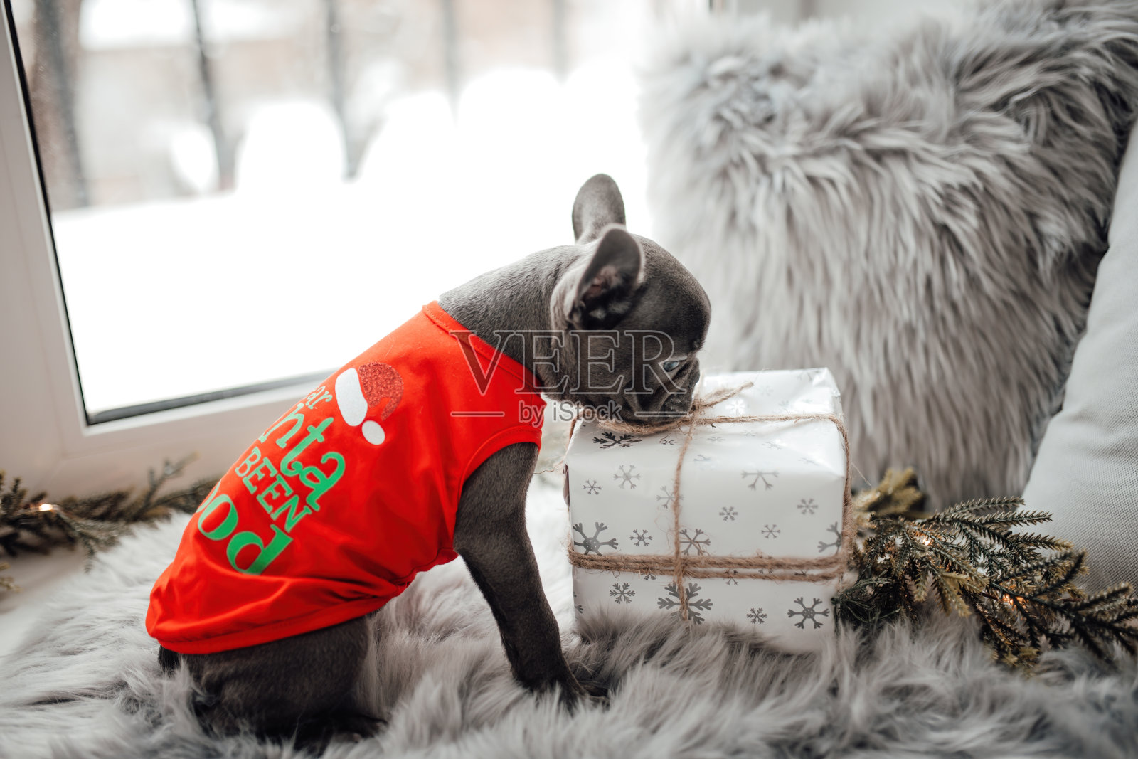 有趣的灰色小狗法国斗牛犬穿着圣诞服装在家里的节日设置照片摄影图片