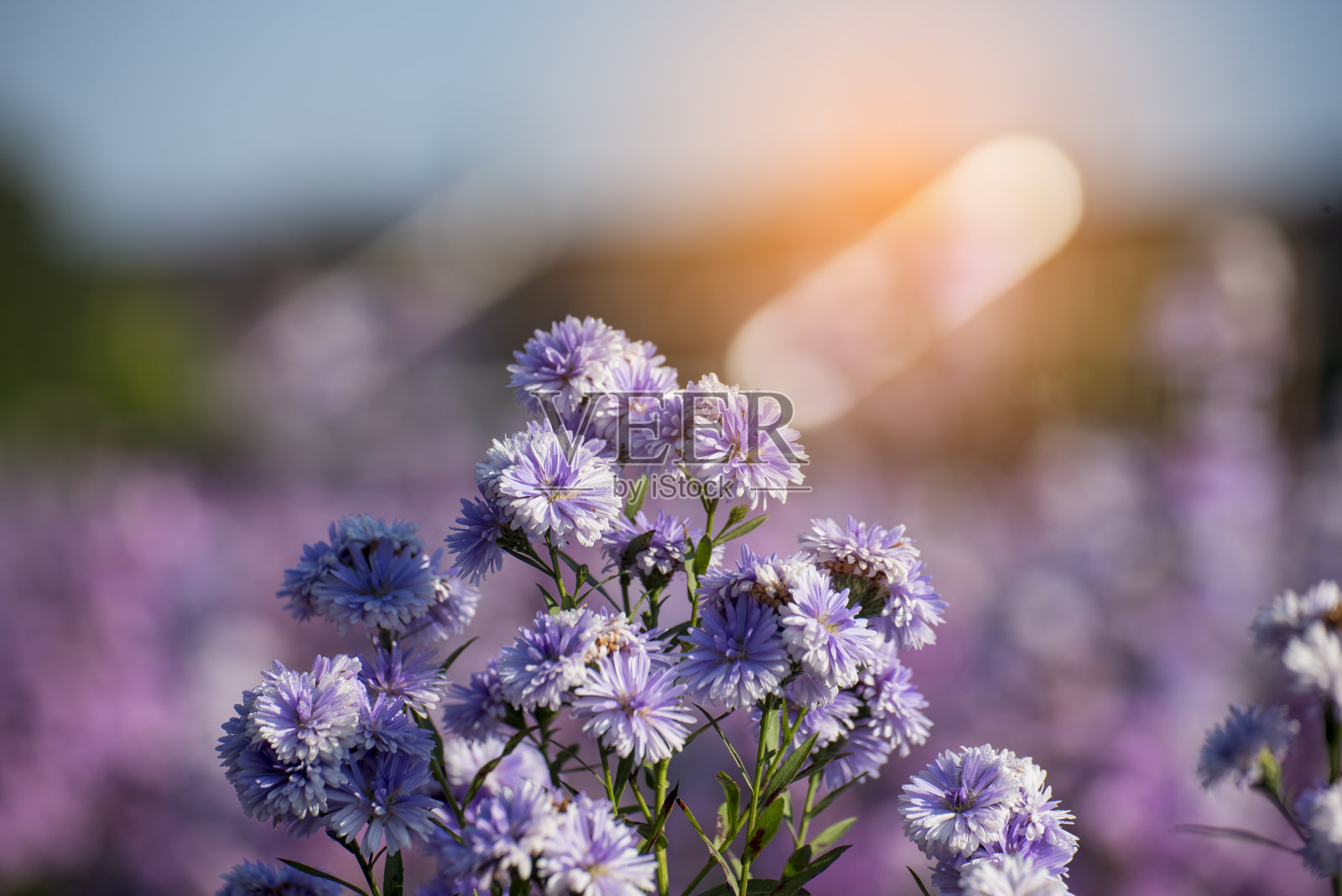 紫色粉彩玛格丽特花花柔和的自然花朵模糊的背景。柔和的紫罗兰浪漫绽放春天的季节。品红的花瓣开在美丽的花园里。特写紫罗兰花野花照片摄影图片