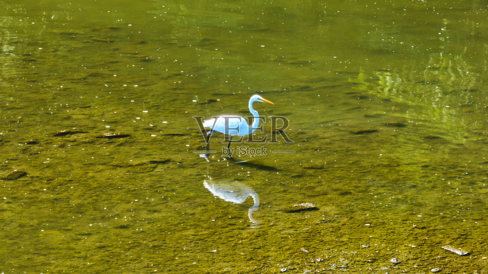 鸟站在清澈的水中，绿藻在大白鹭空中莫米河周围盛开，韦恩堡，印第安纳州照片摄影图片