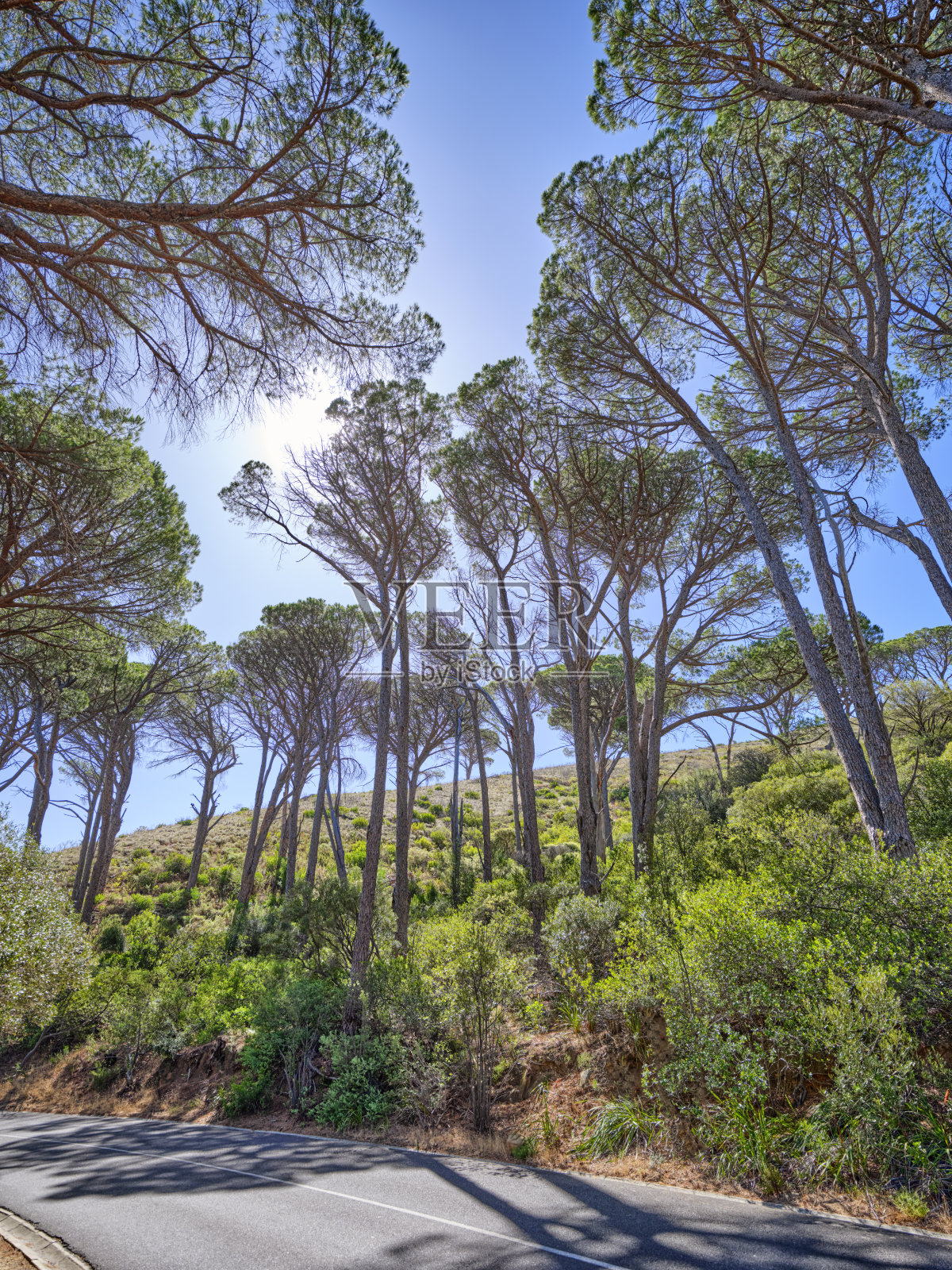 开普敦周围的树木和森林照片摄影图片