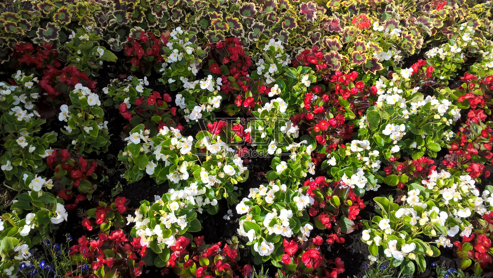 在苏格兰，英格兰，英国，一个满是红色和白色花朵的花坛照片摄影图片
