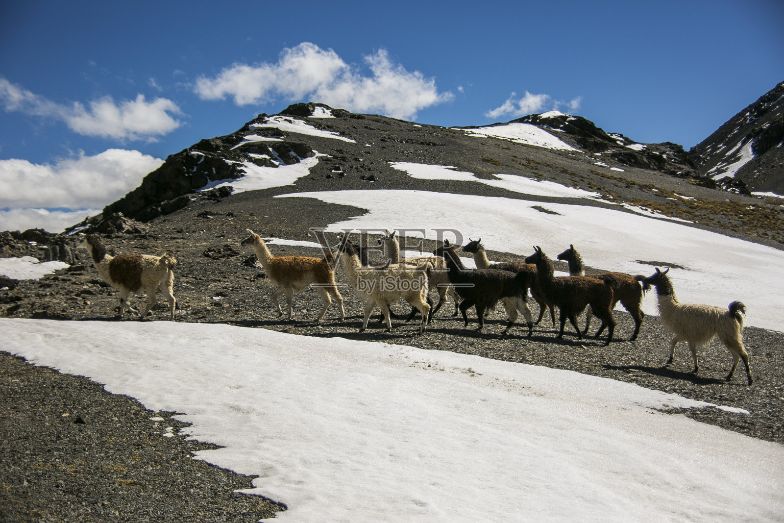 玻利维亚安第斯山脉的山脉景观和美洲驼照片摄影图片