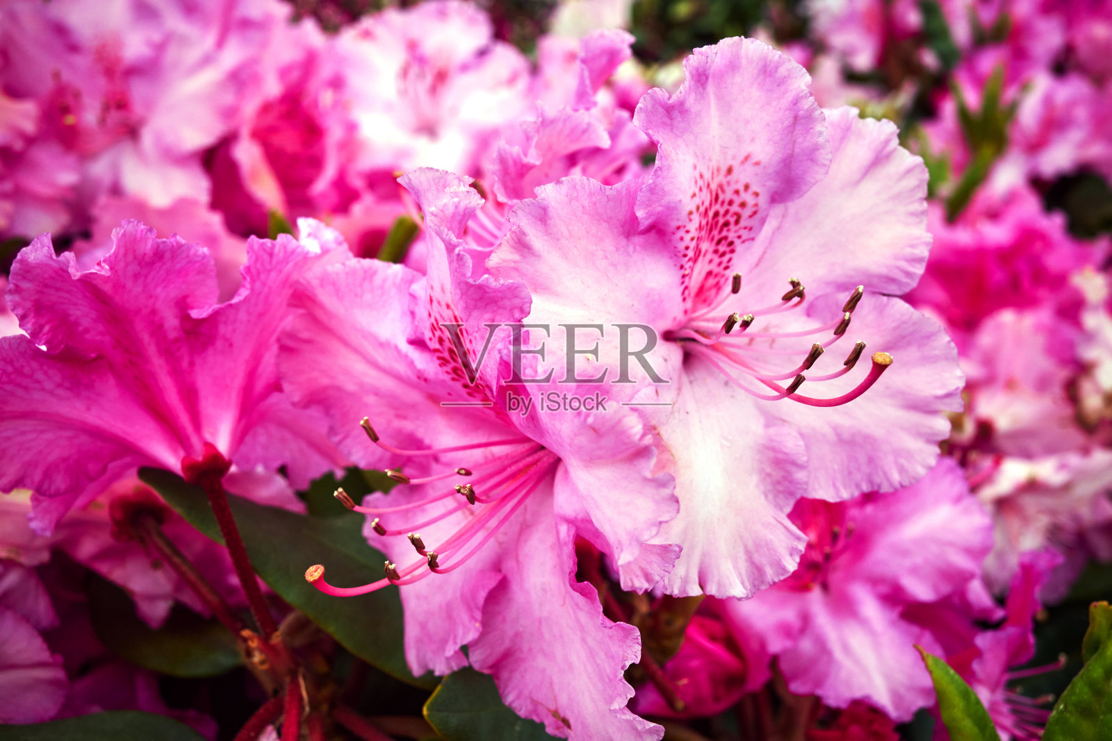 粉色杜鹃花在花园的特写照片摄影图片