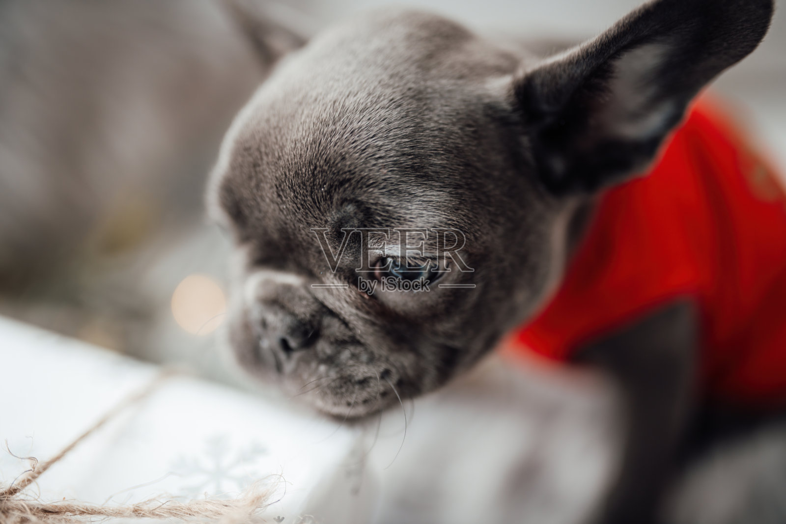 有趣的灰色小狗法国斗牛犬与圣诞礼盒在家里节日设置照片摄影图片