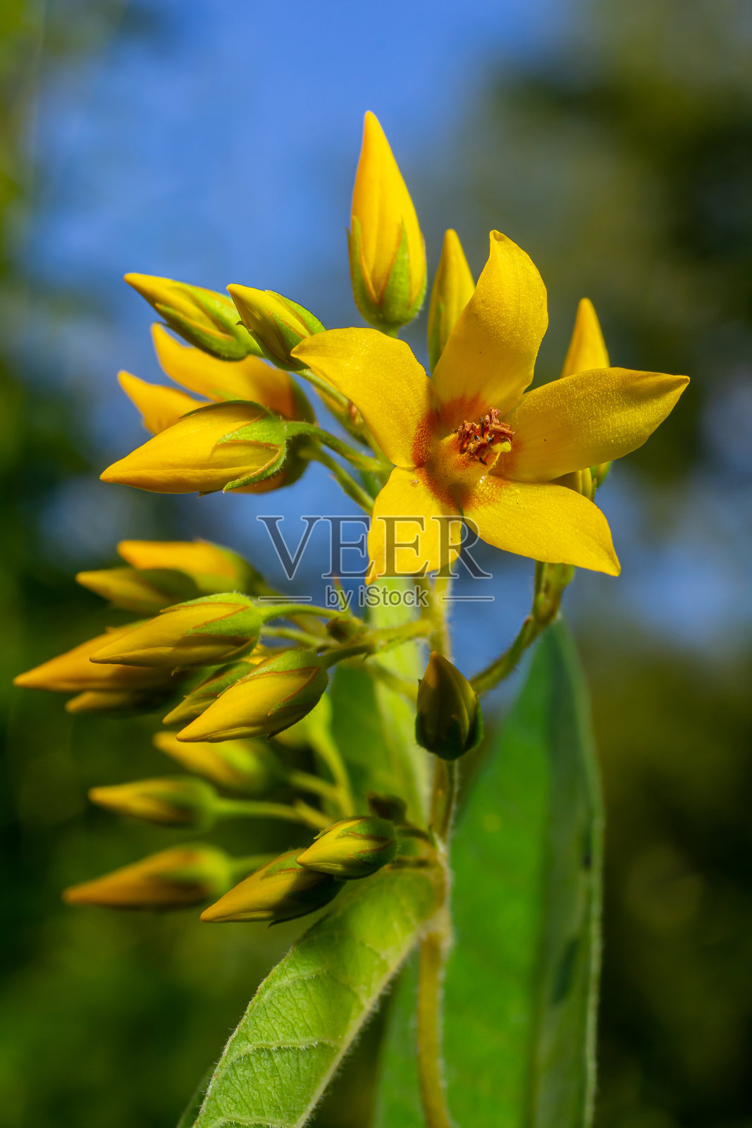 花，园黄花，或园黄花，盛放于夏季照片摄影图片