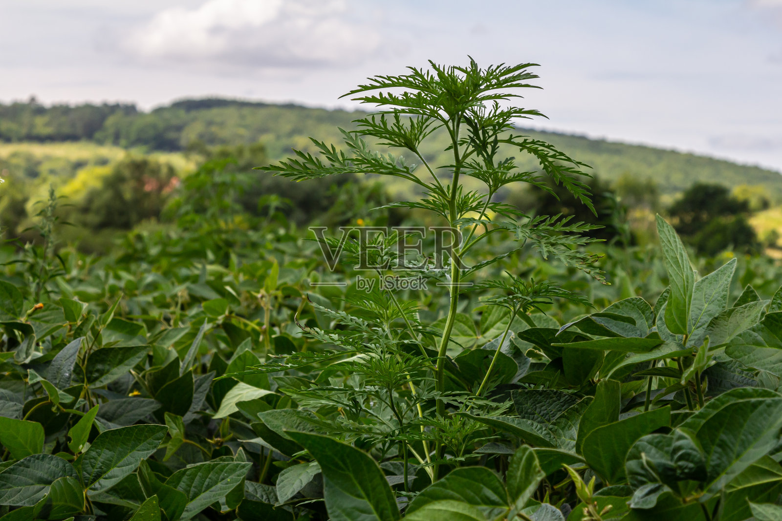 豚草属植物豚草引起过敏照片摄影图片