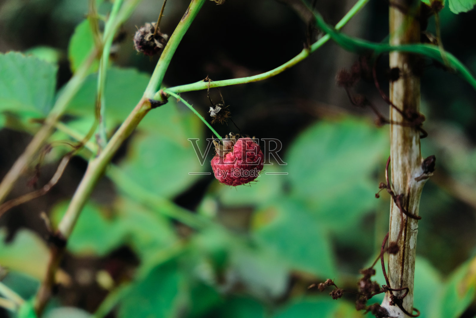 花园里成熟的树莓枝照片摄影图片