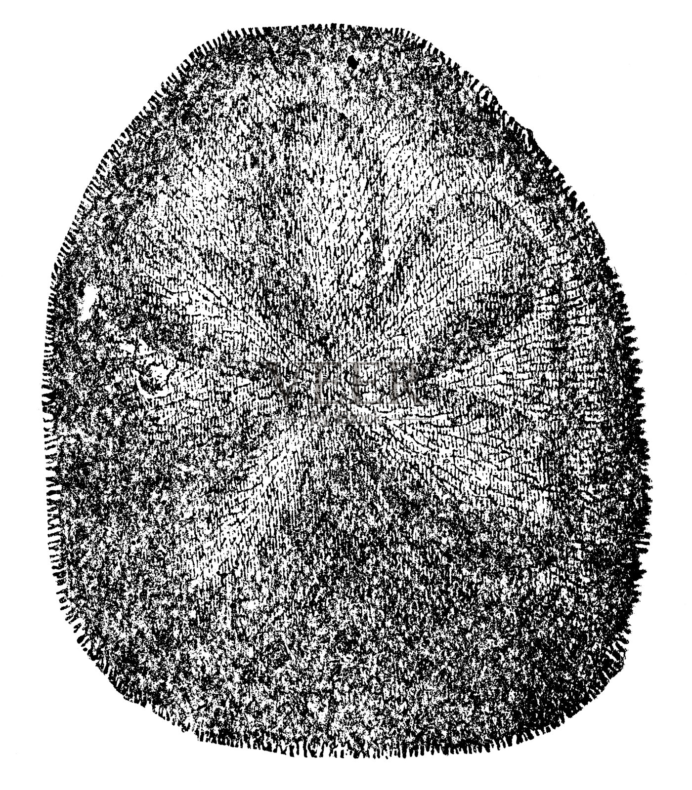 胖海饼干海胆(Clypeaster Rosaceus) - 19世纪插画图片素材