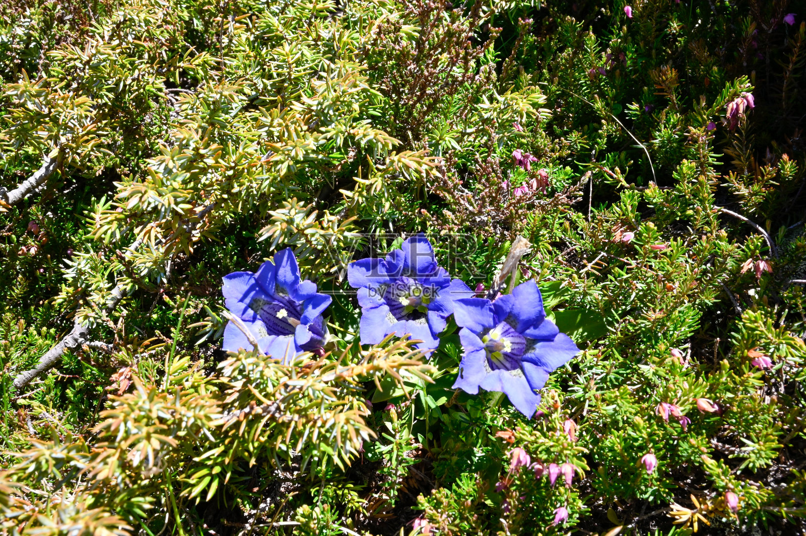 Enzian照片摄影图片