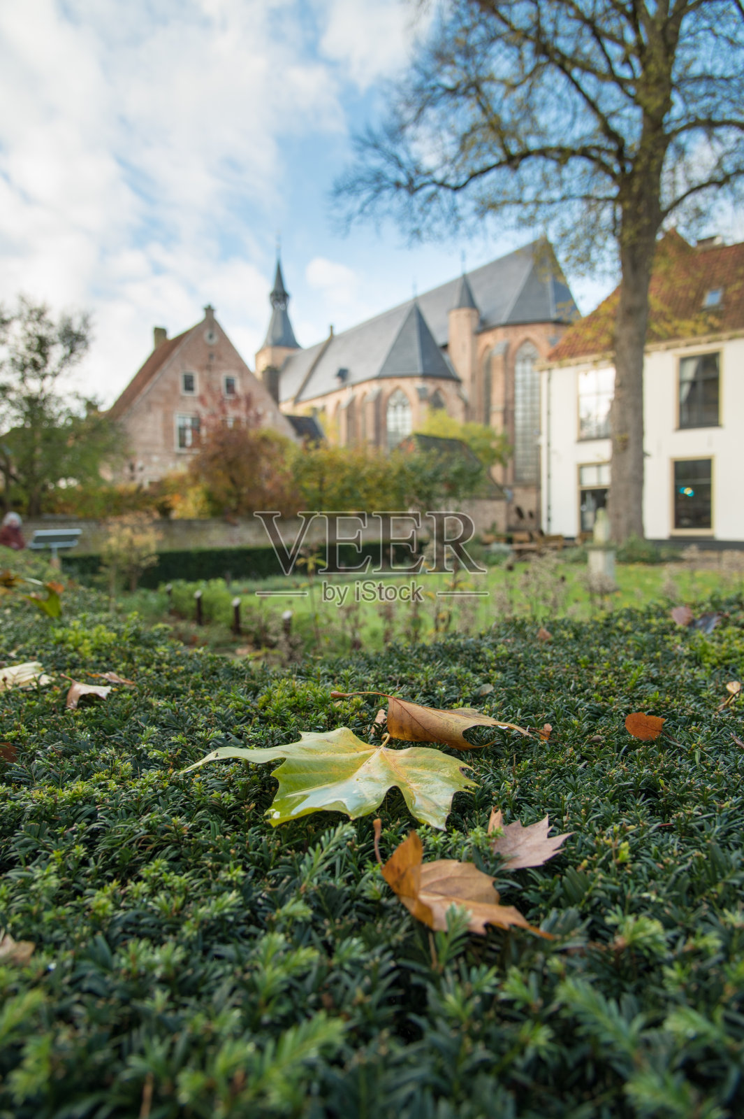 海尔德兰哈特姆法国花园的树篱上的秋叶照片摄影图片