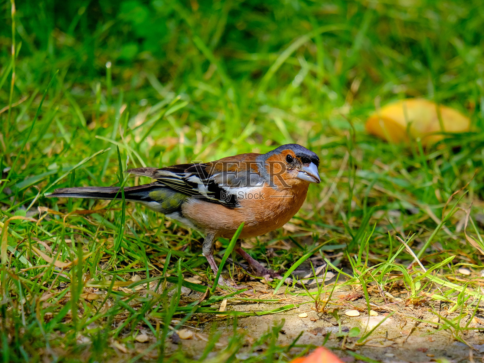 美丽的苍头燕雀在德国享受阳光明媚的一天。照片摄影图片