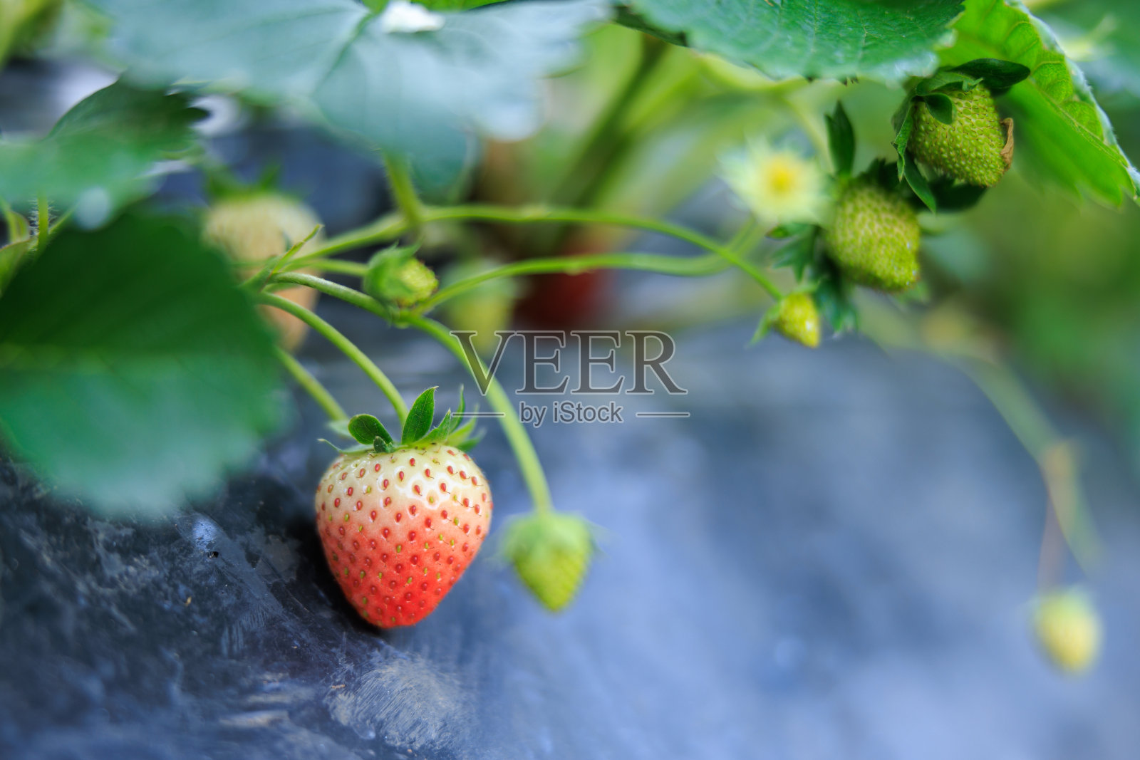 近距离看花园里的草莓花和绿叶，照片摄影图片