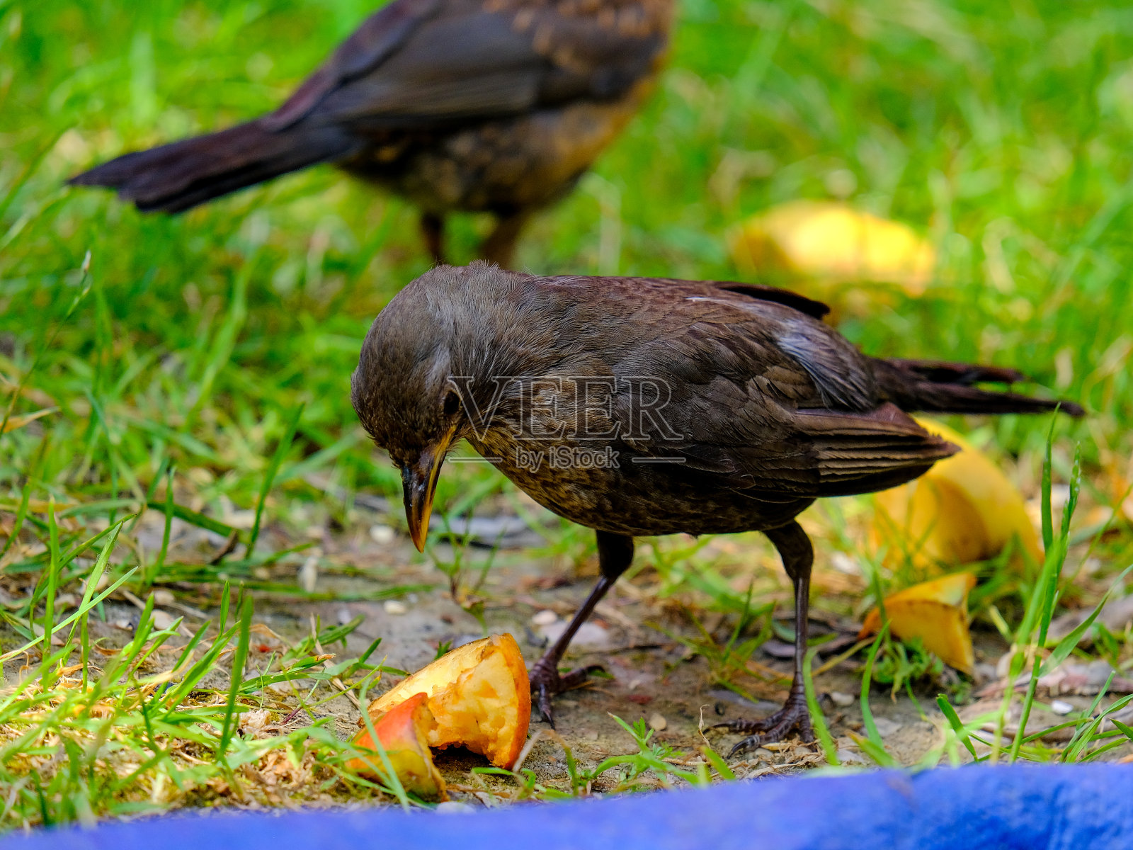 美丽的画眉鸟在德国享受阳光明媚的一天。照片摄影图片