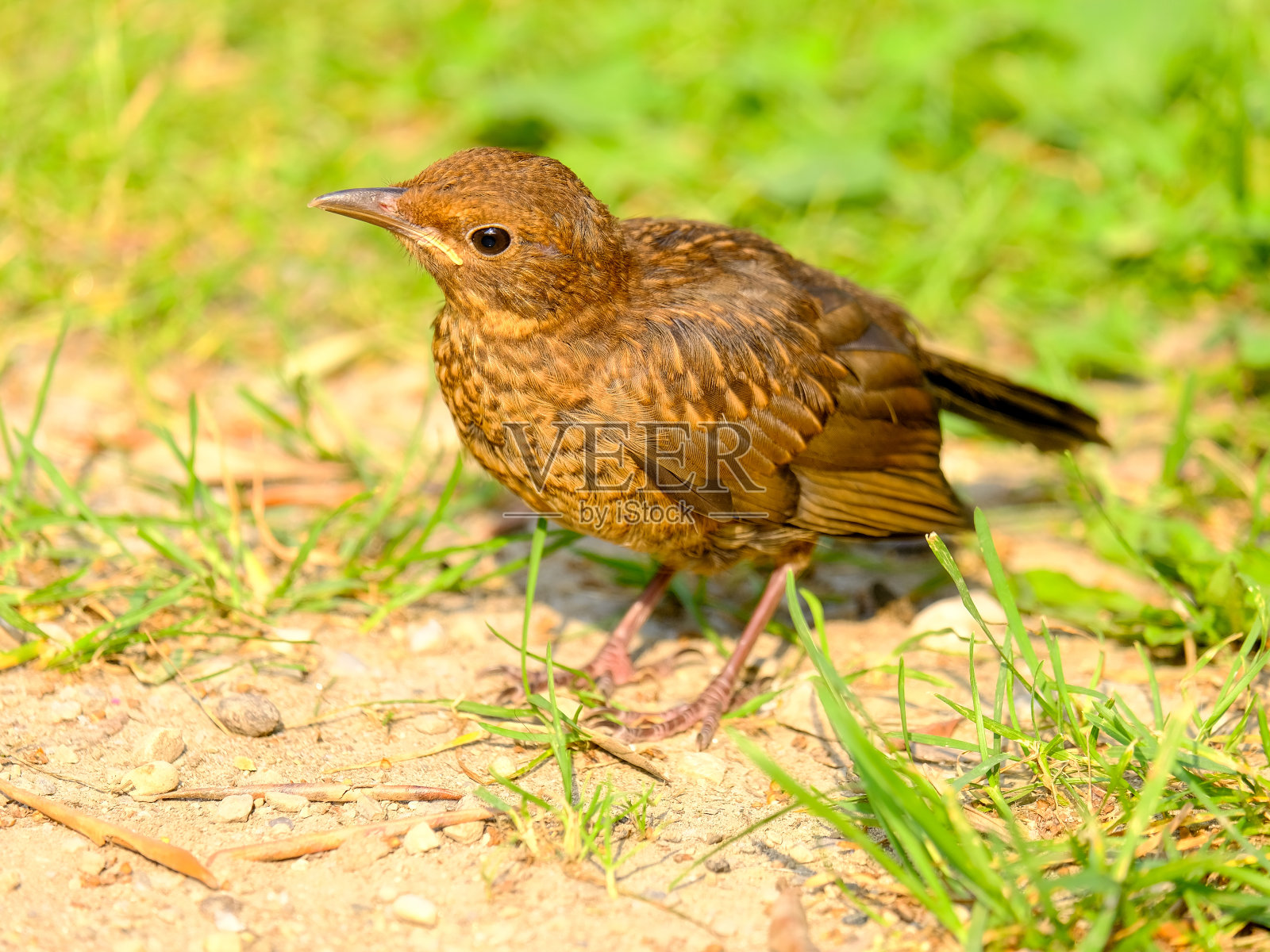 美丽的画眉鸟在德国享受阳光明媚的一天。照片摄影图片