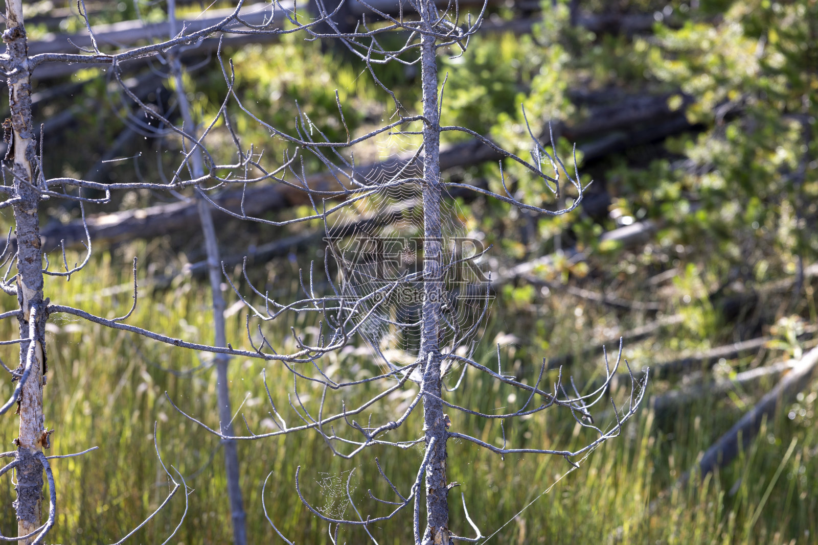 蜘蛛网4照片摄影图片