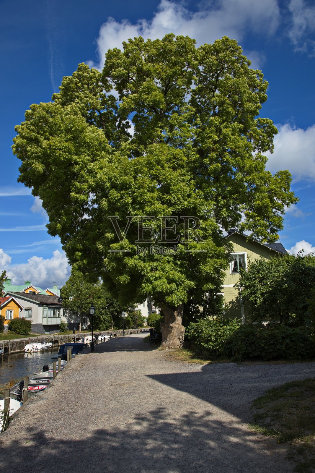 在Trosa, Södermanland，瑞典，欧洲Trosa的Trosaan河上的一棵大树照片摄影图片