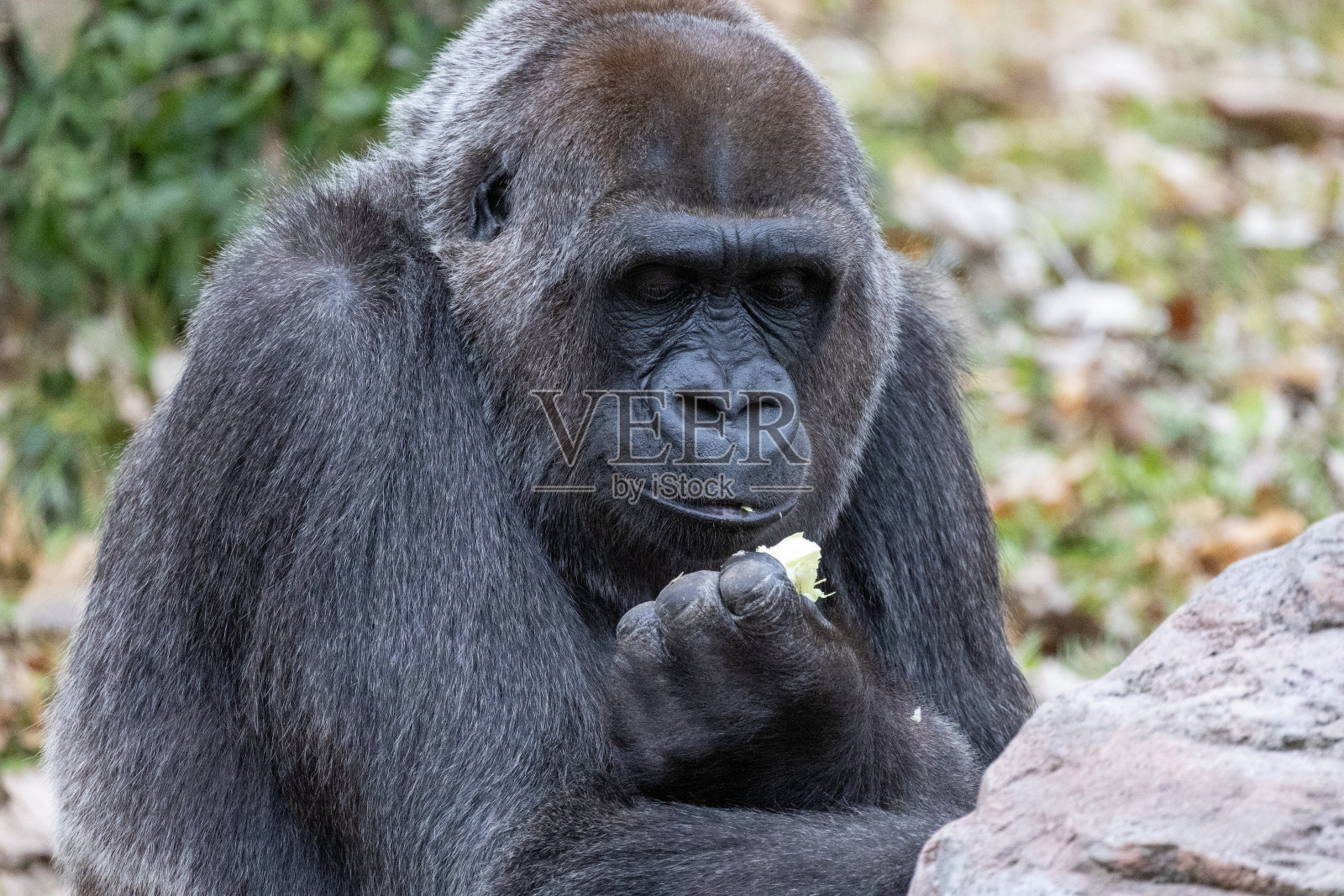 大猩猩3照片摄影图片