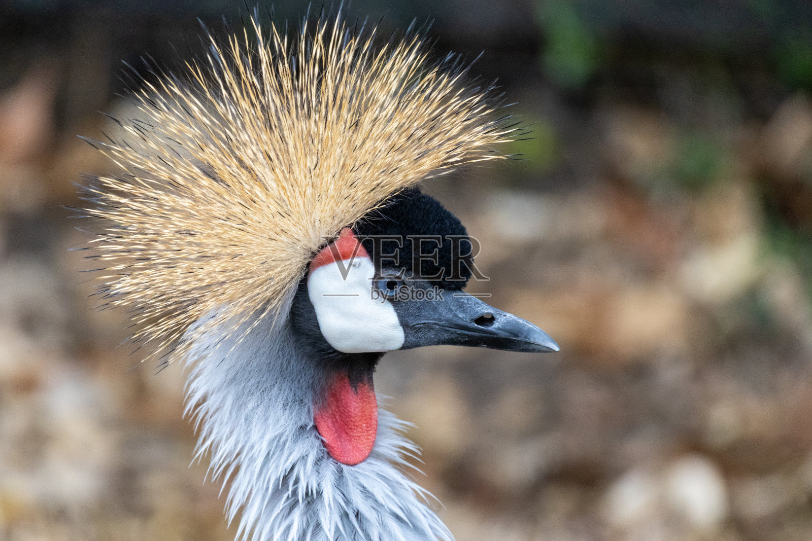 非洲冠鹤2照片摄影图片