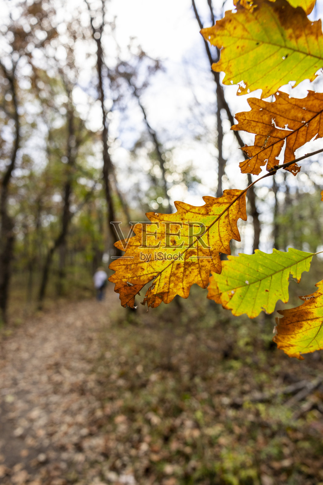 秋季中西部小径照片摄影图片
