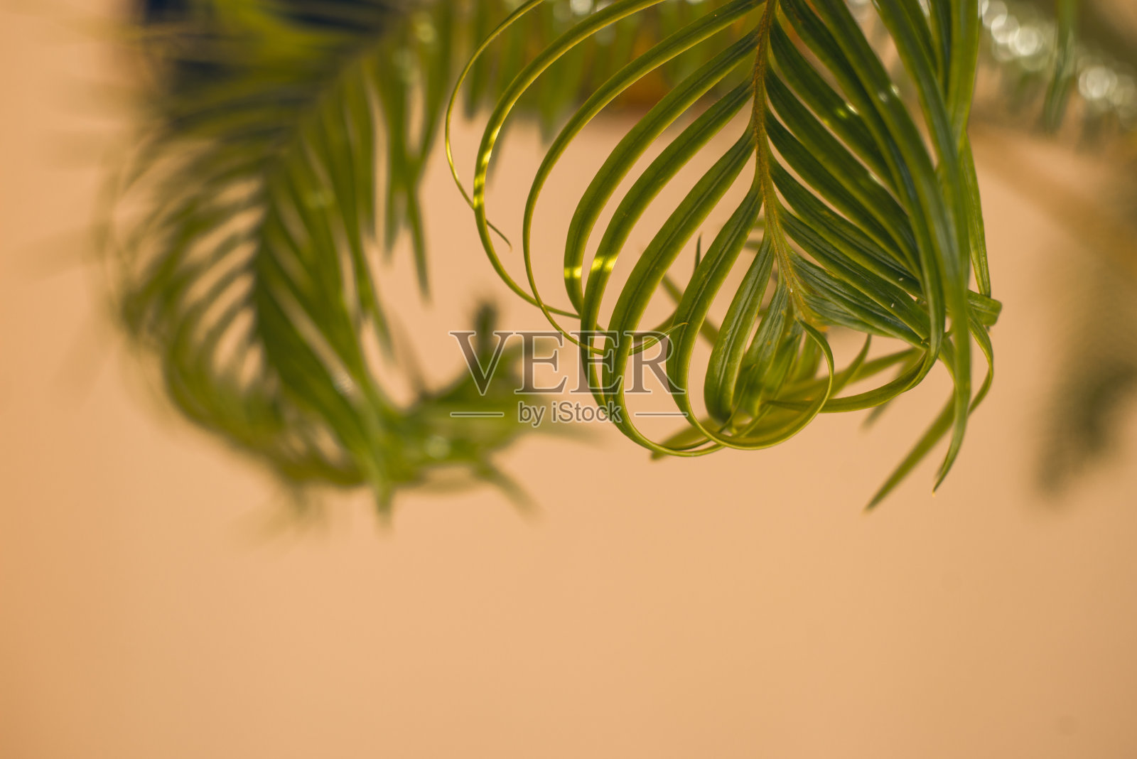 绿色的棕榈叶，有阴影图案的阳光，夏天的背景。照片摄影图片