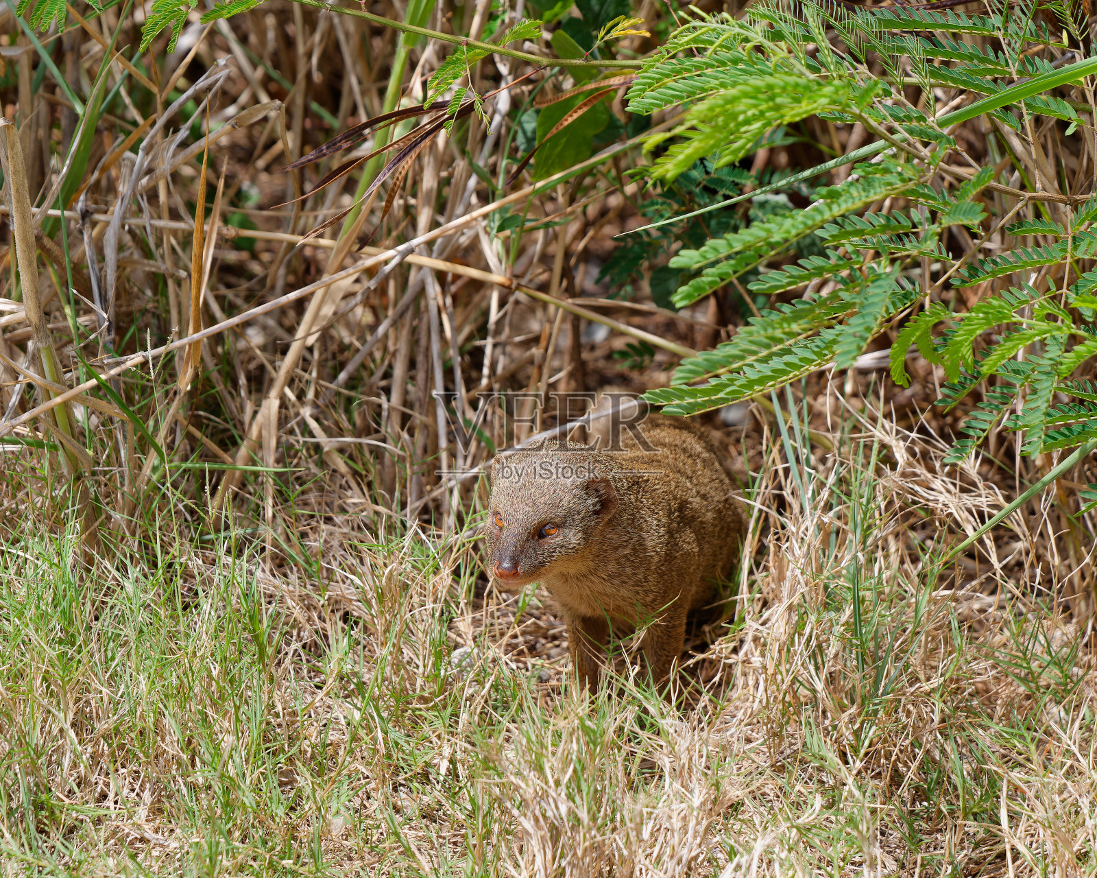 一只猫鼬站在夏威夷瓦胡岛的灌木丛中照片摄影图片