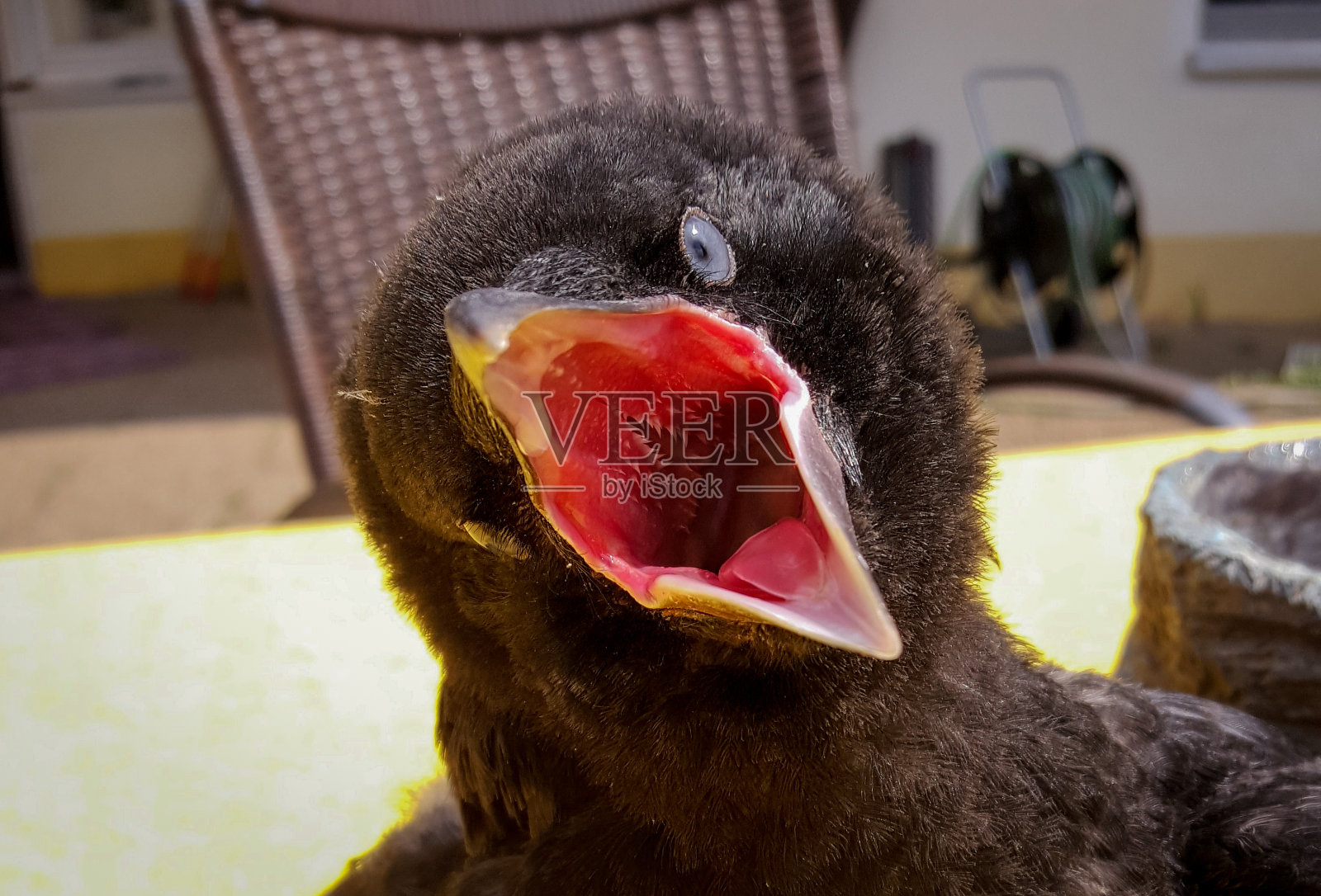 美丽的鸟儿在德国享受阳光明媚的一天。照片摄影图片