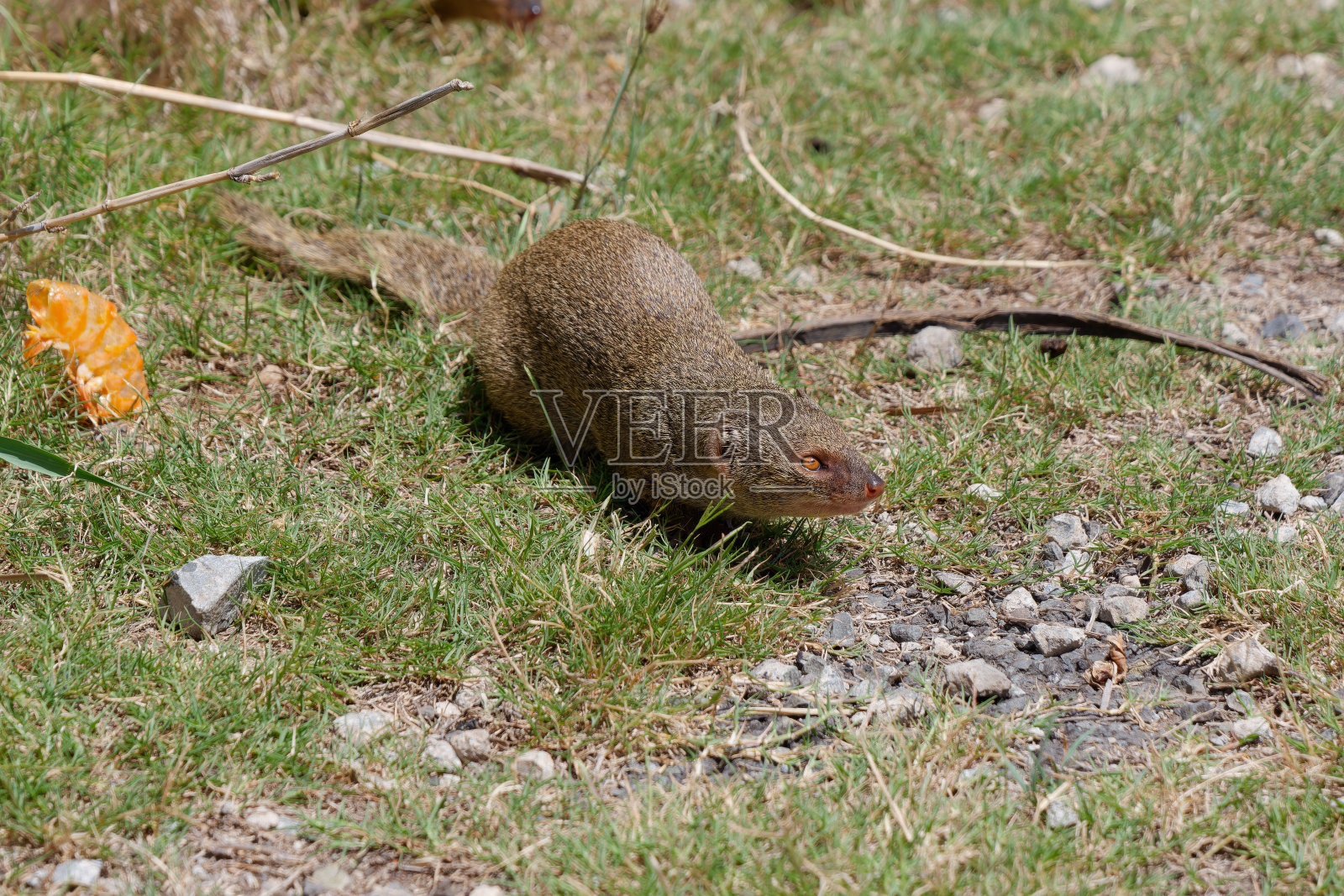 一只猫鼬在夏威夷瓦胡岛的草地上行走的特写照片照片摄影图片