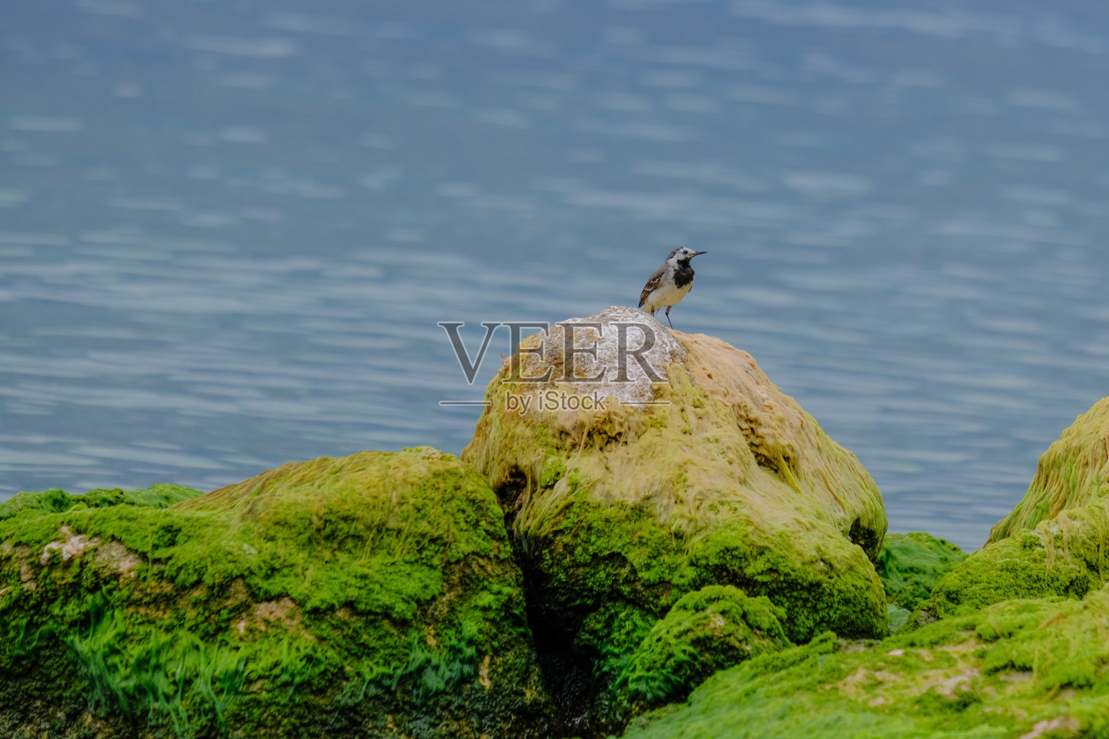 美丽的鸟儿在德国享受阳光明媚的一天。照片摄影图片