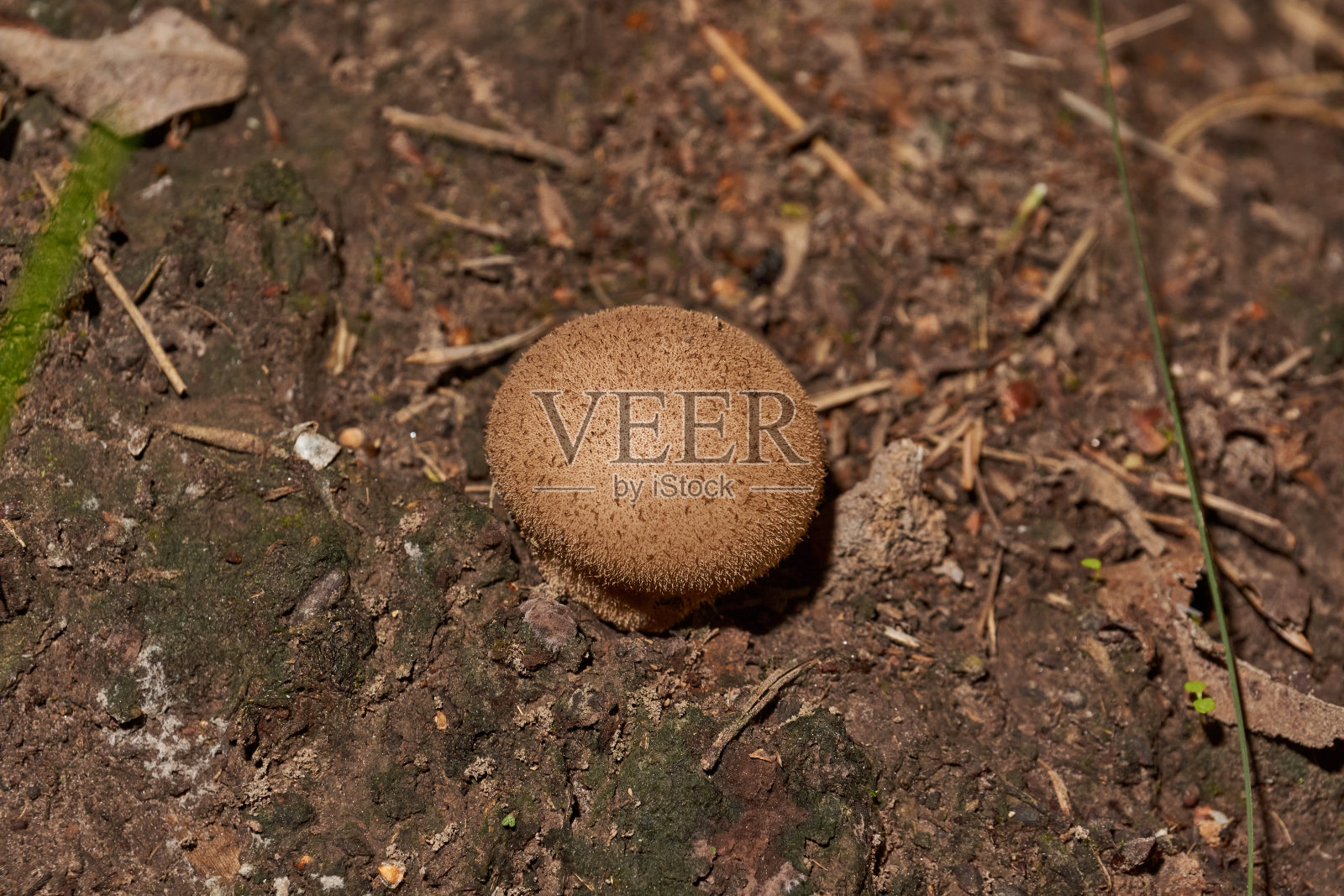 在森林里散步找蘑菇。照片摄影图片