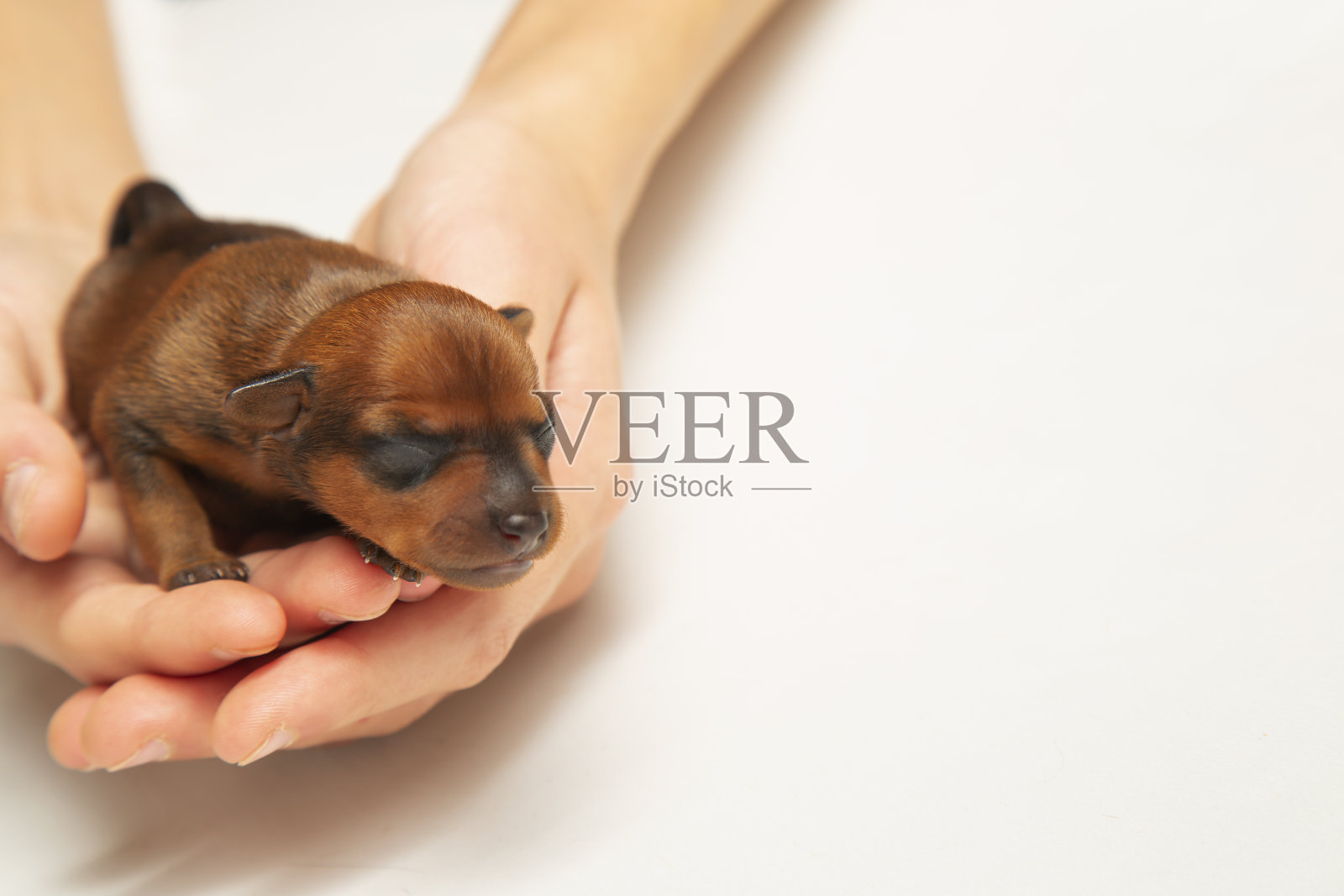 一只刚出生的很小的棕色小狗在你的手掌里。照片摄影图片