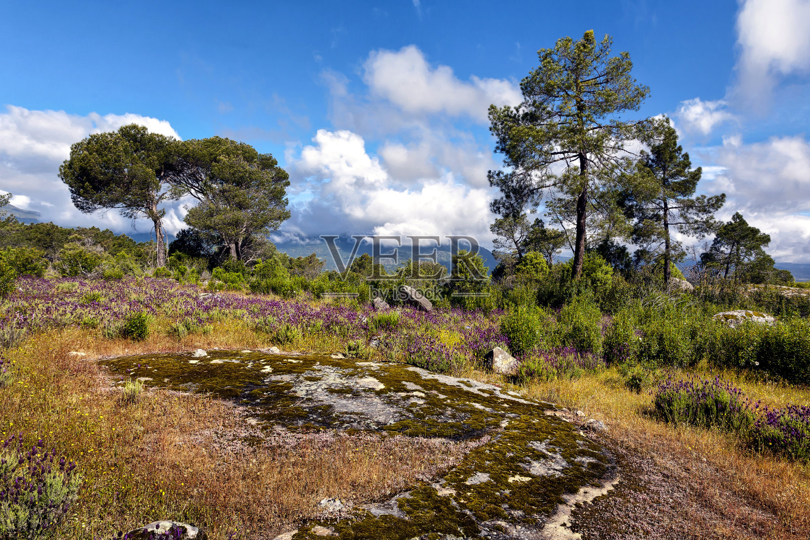 Pinos和El Piquillo照片摄影图片