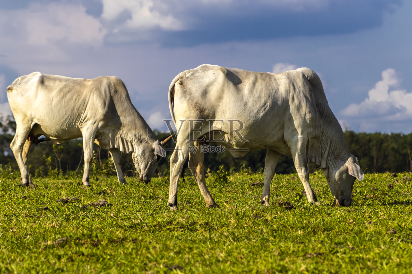 西布·尼洛在牧场里放牛照片摄影图片