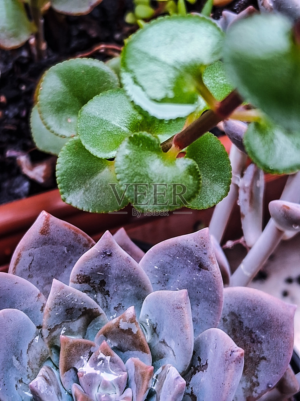 多汁的花园照片摄影图片