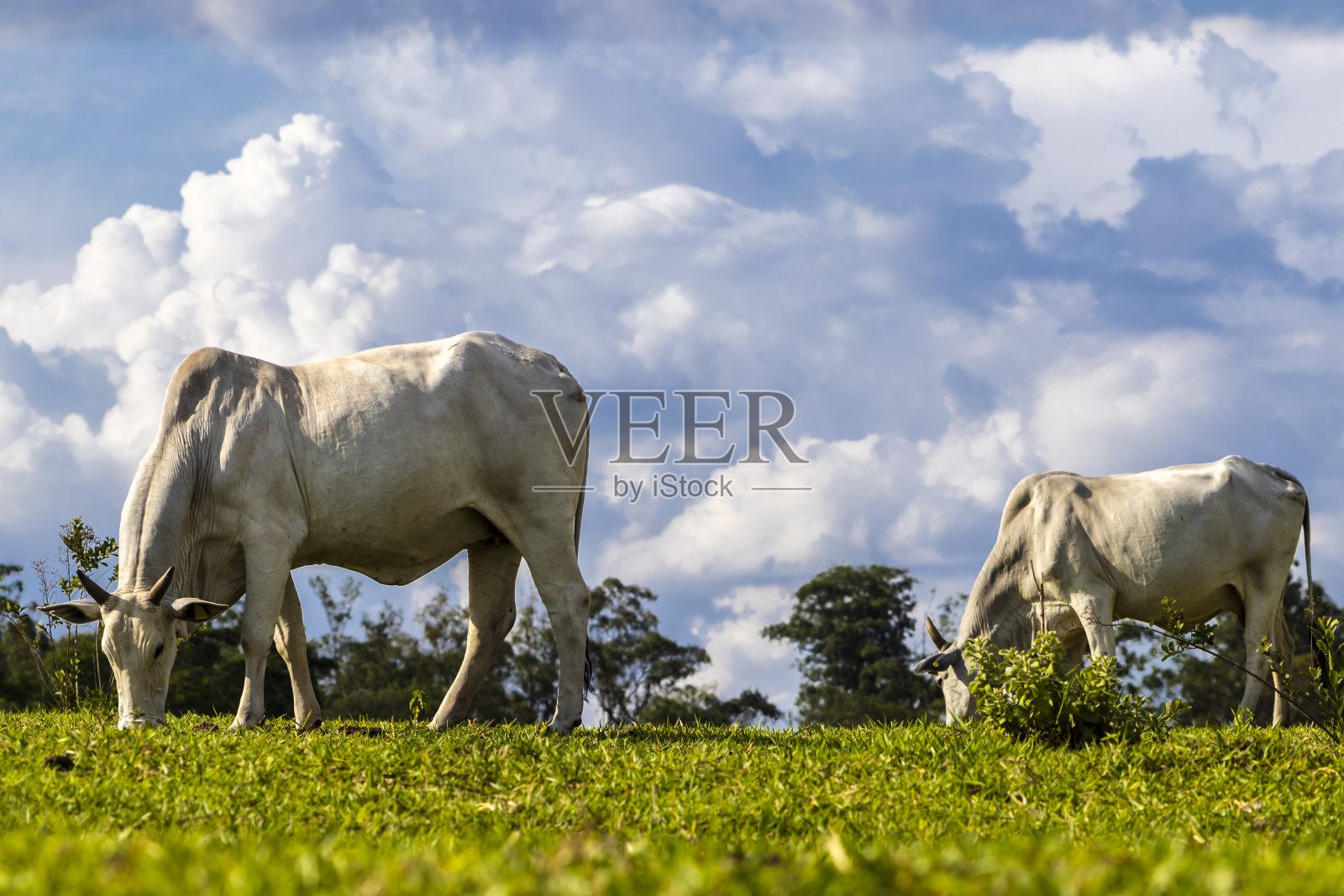 西布·尼洛在牧场里放牛照片摄影图片