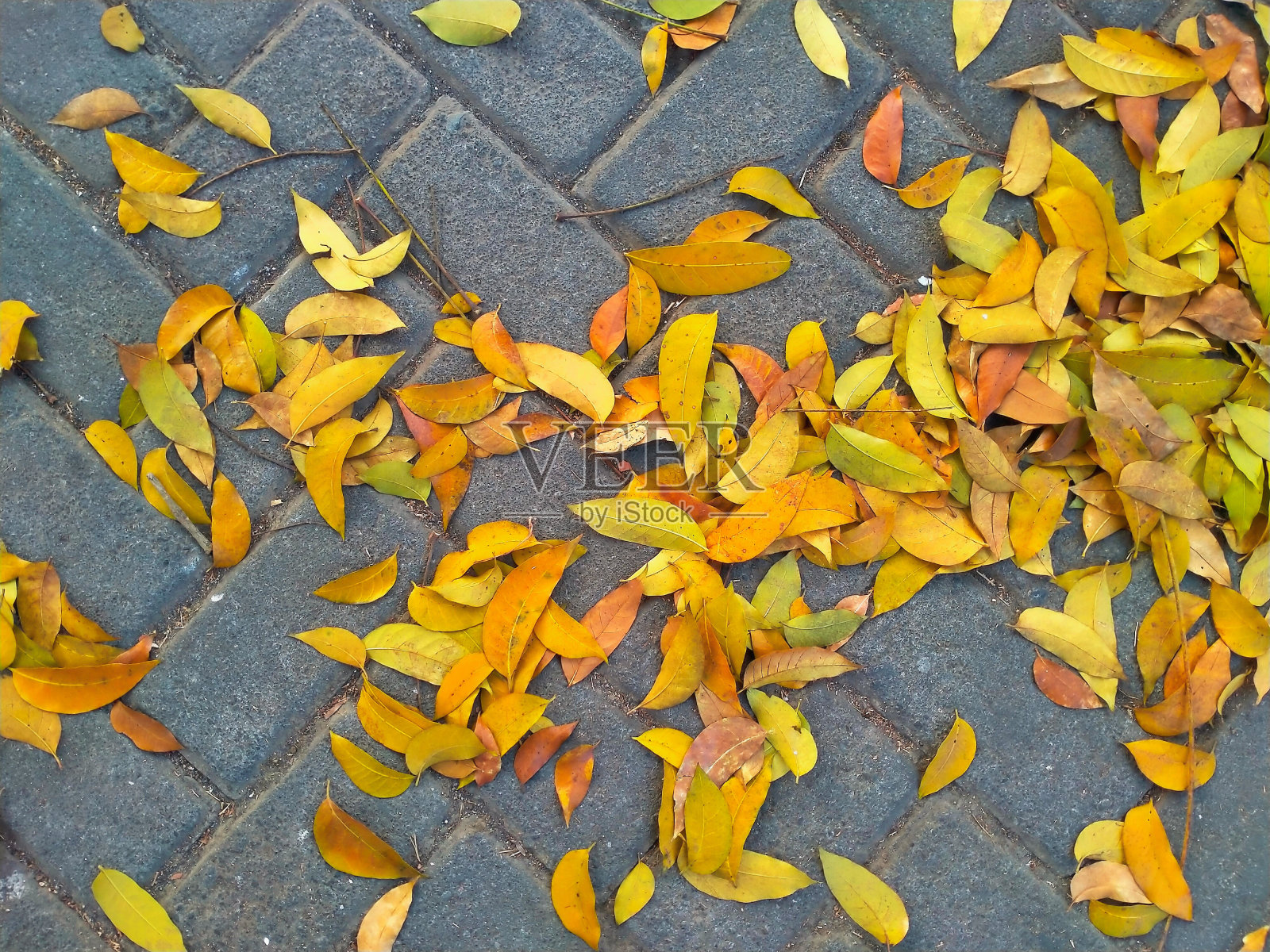 铺路石上的枯叶照片摄影图片