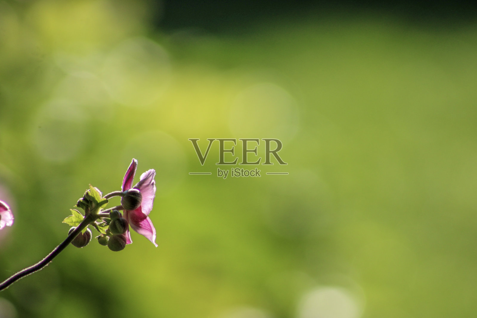 春天的颜色照片摄影图片