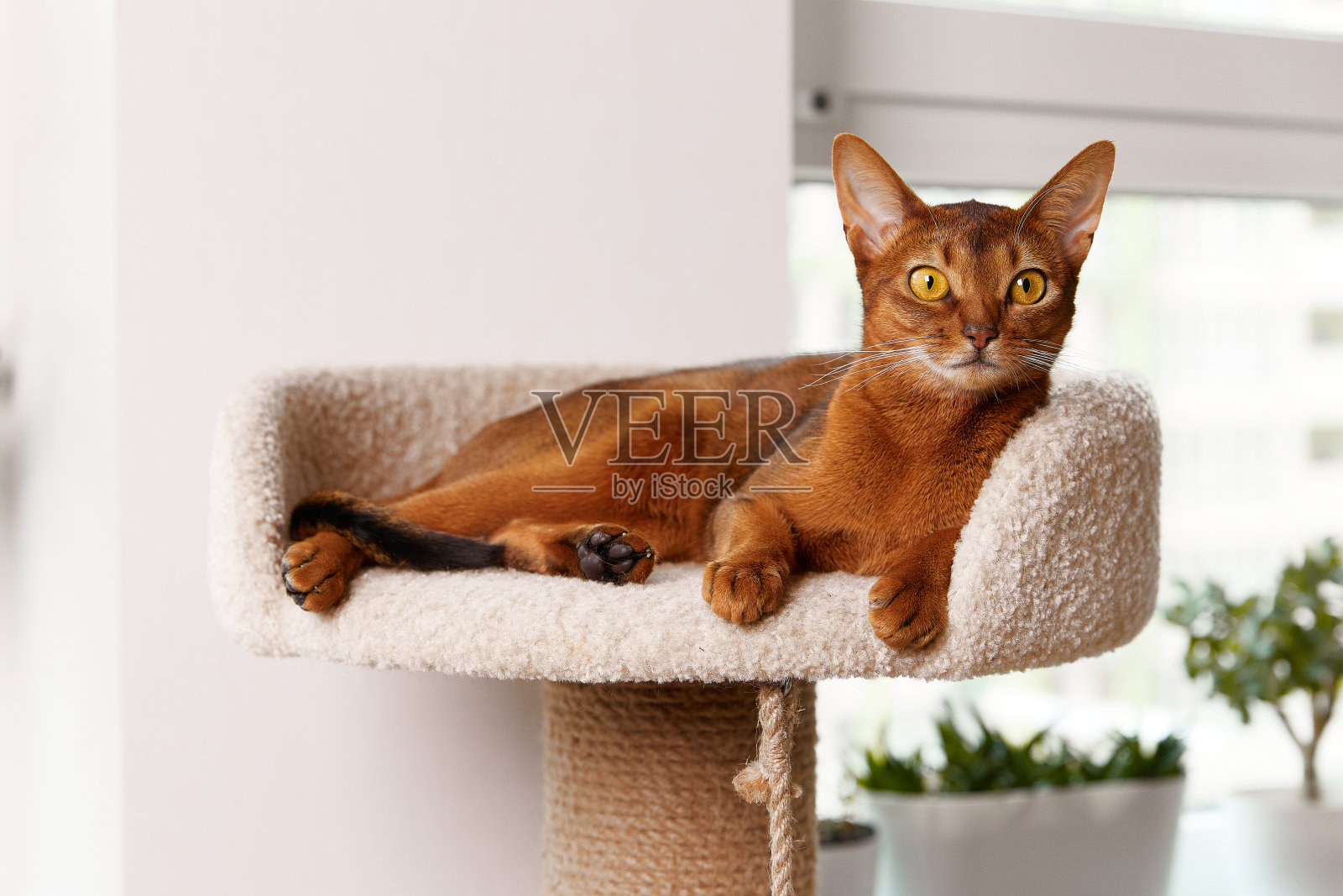 阿比西尼亚小猫躺在塔上。漂亮的纯种短毛小猫照片摄影图片