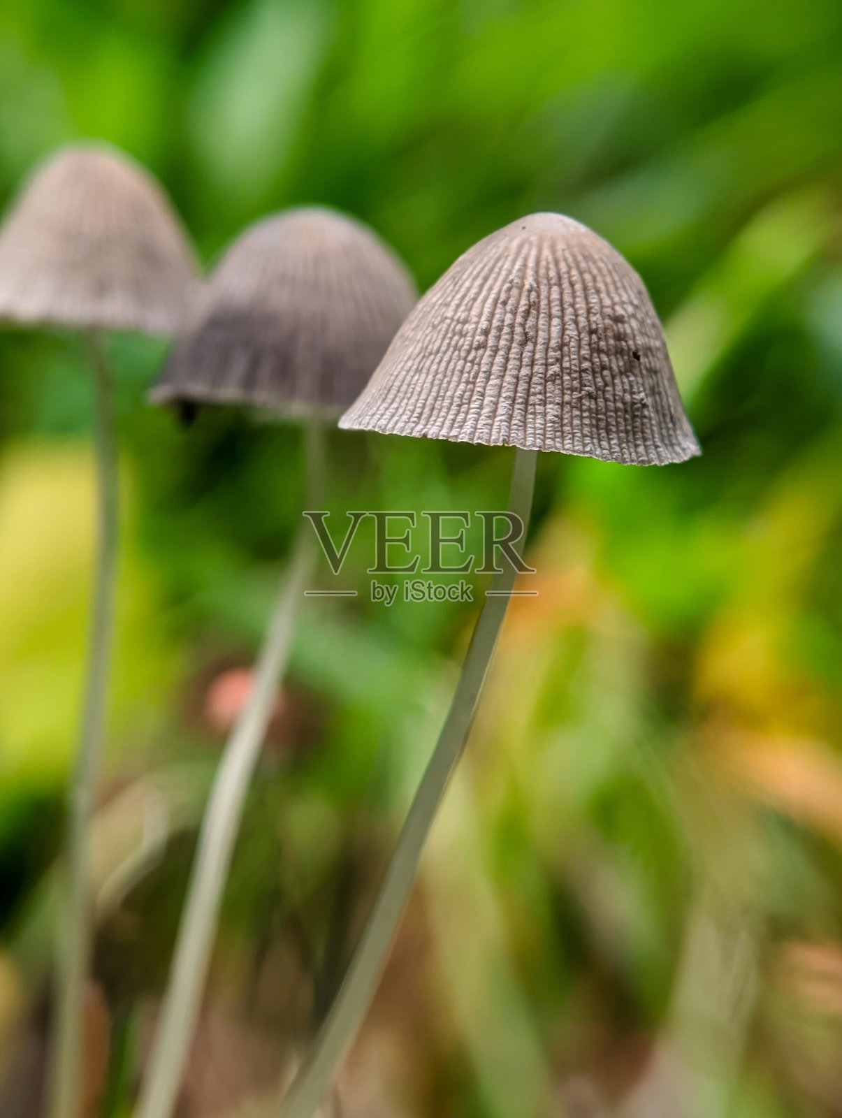 蘑菇植物的特写照片摄影图片