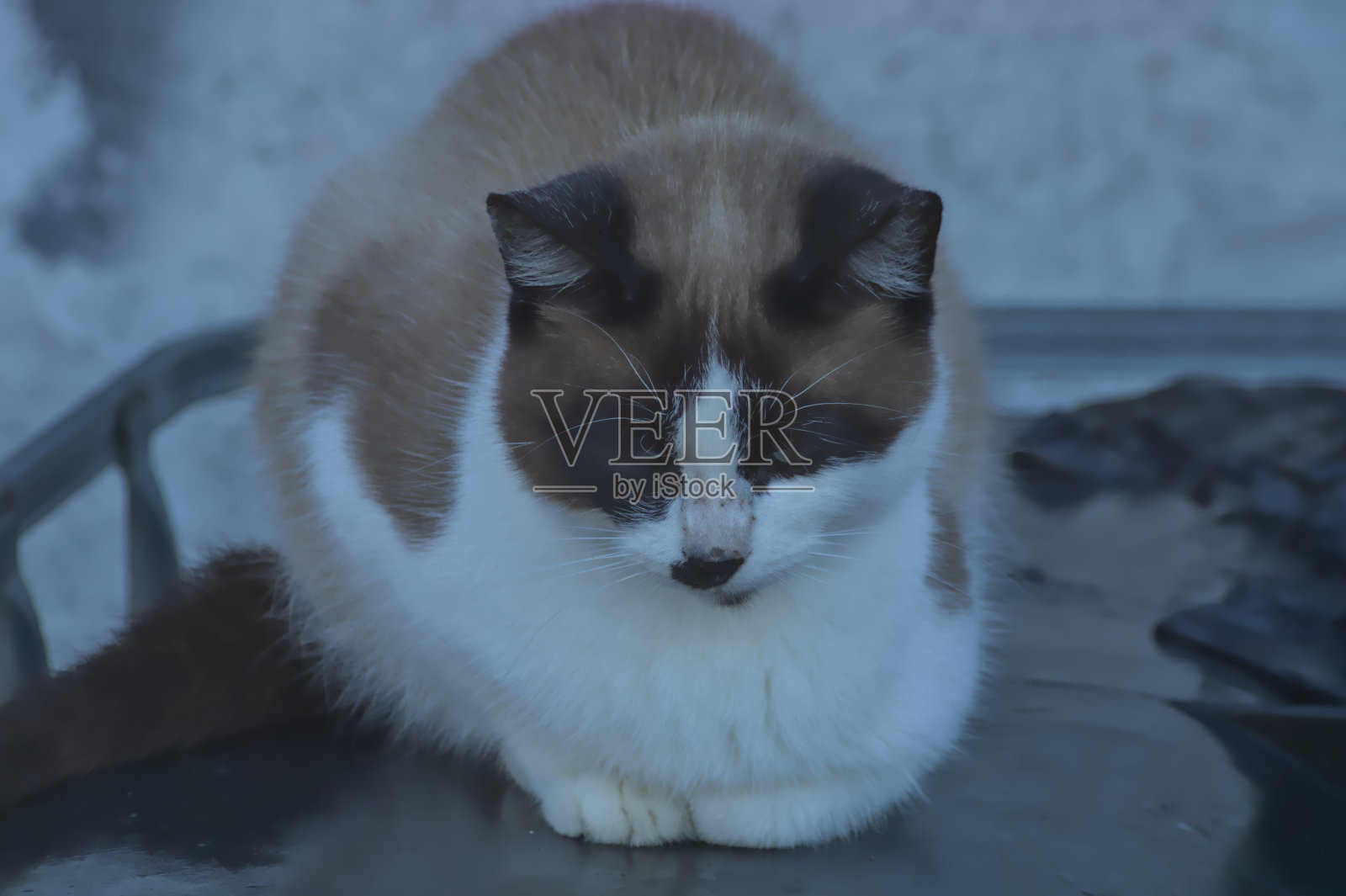 猫躺在农场上照片摄影图片