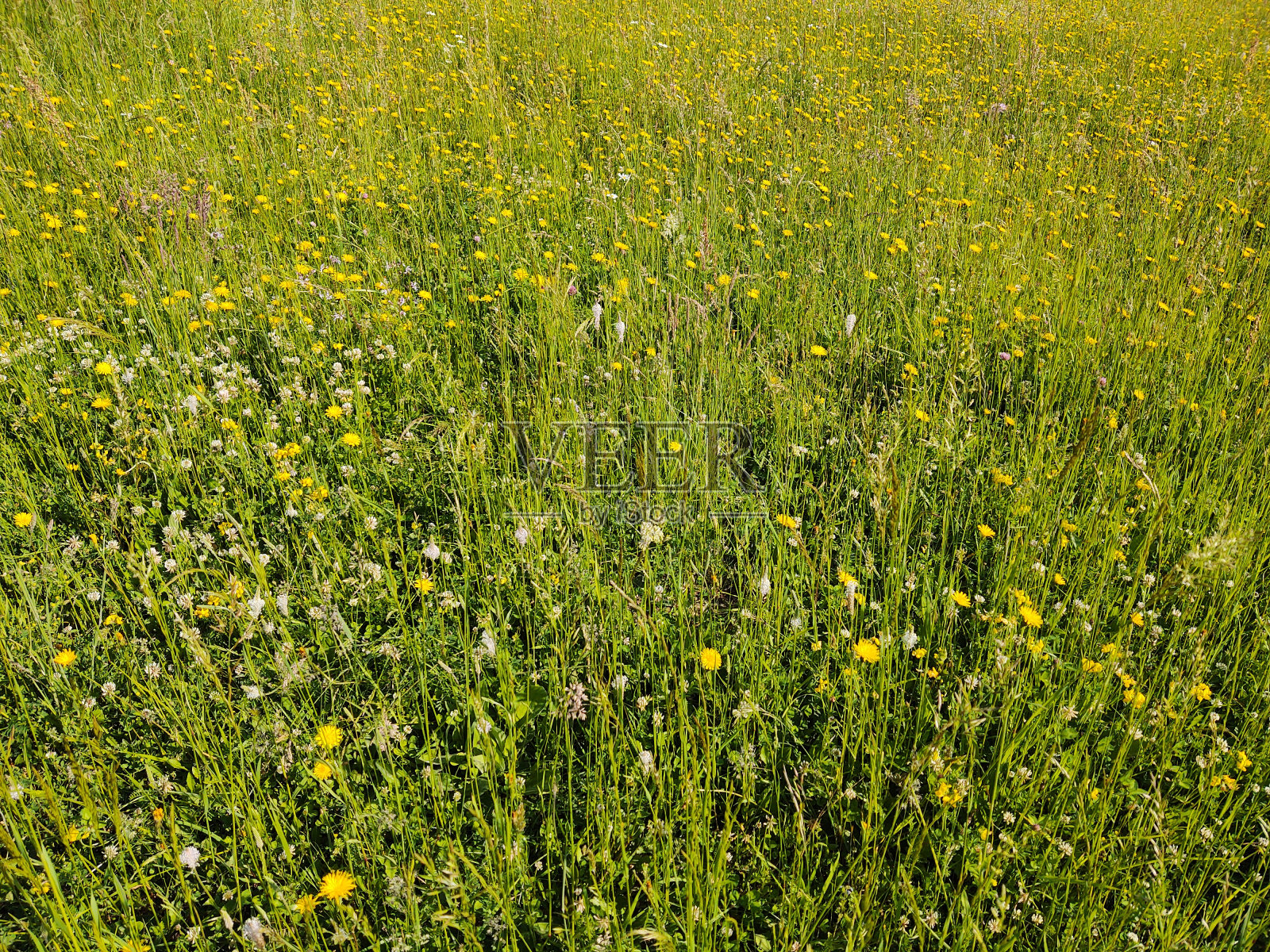 五颜六色的草甸花在大自然的草地或花园里。斯洛伐克照片摄影图片