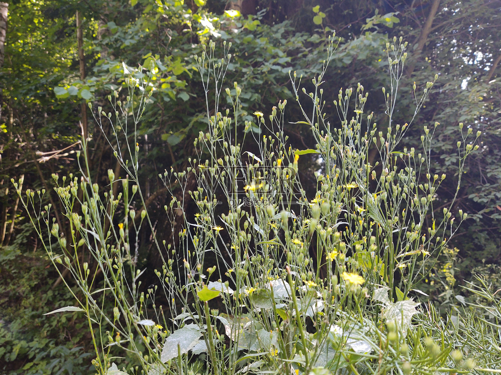 五颜六色的草甸花在大自然的草地或花园里。斯洛伐克照片摄影图片