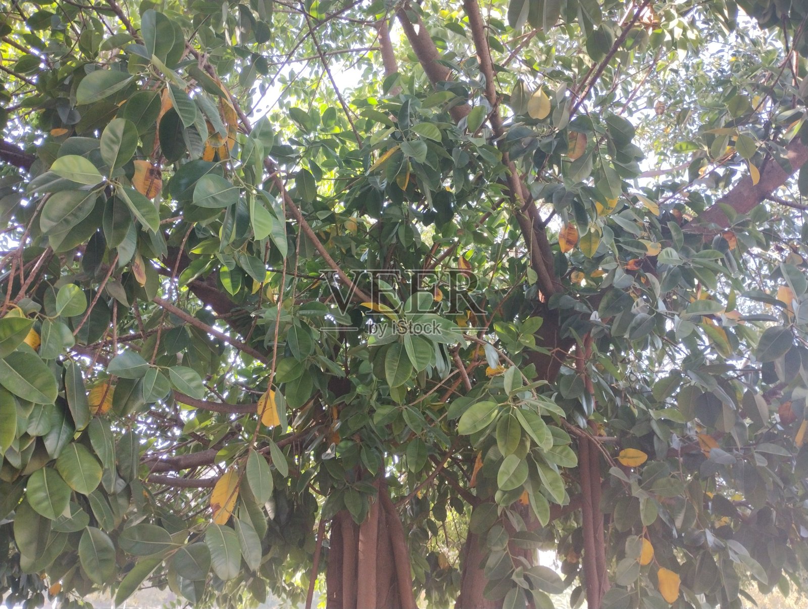 草本植物的和谐:探索户外植物的共生关系照片摄影图片