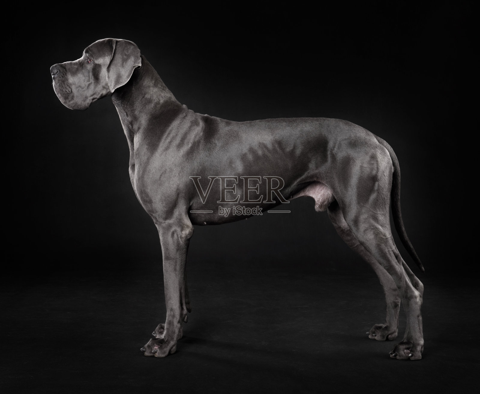 美丽的大丹犬照片摄影图片