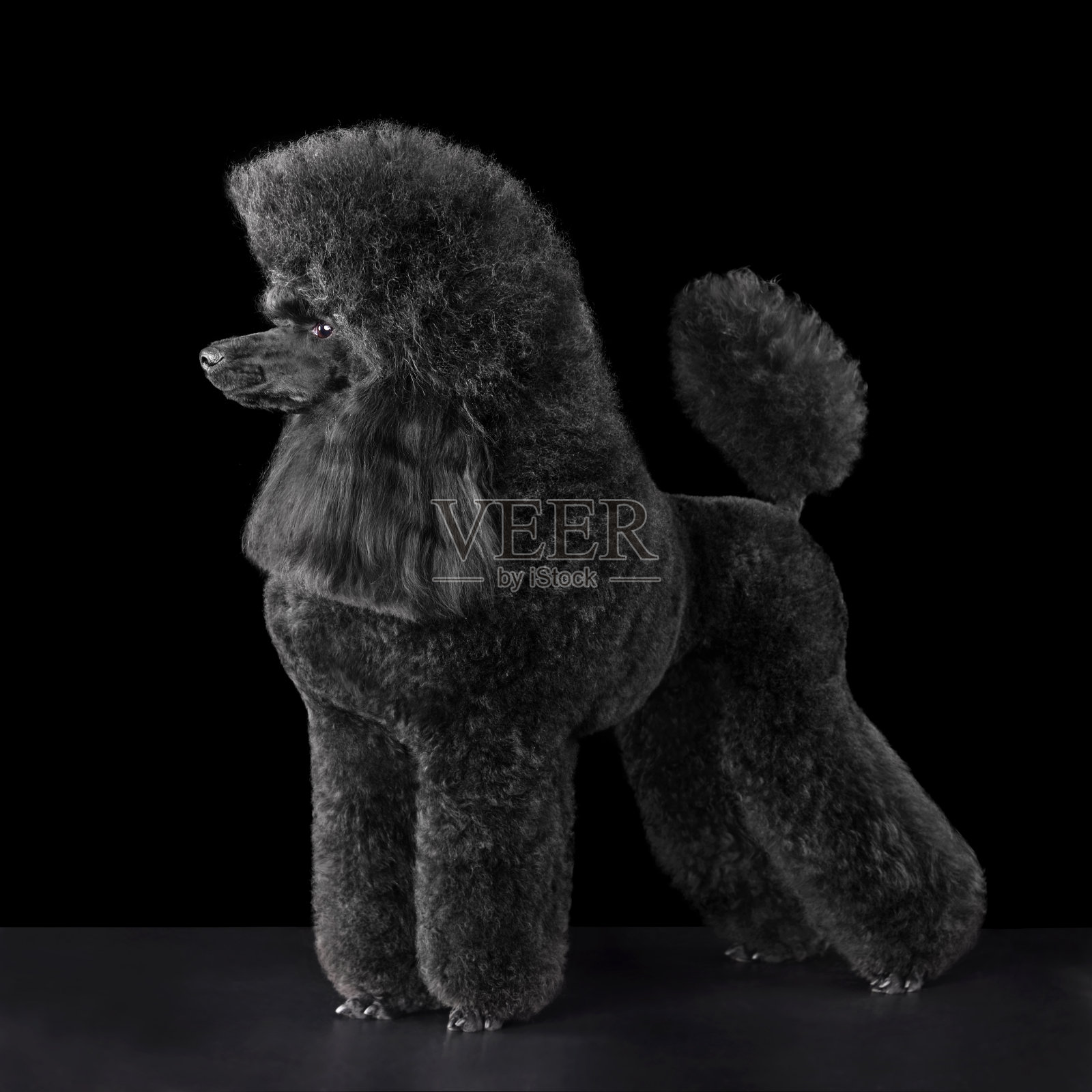 美丽的黑色贵宾犬照片摄影图片